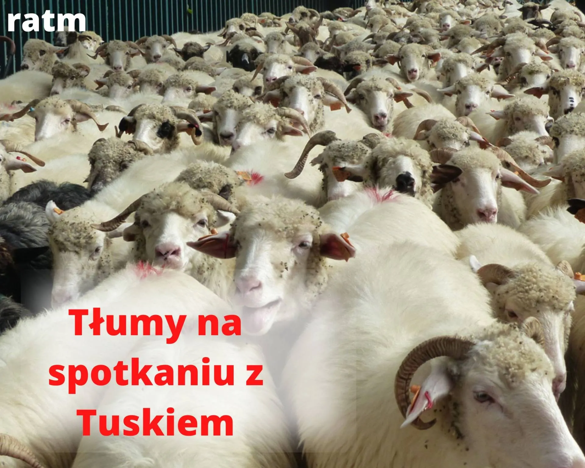 Tłumy...