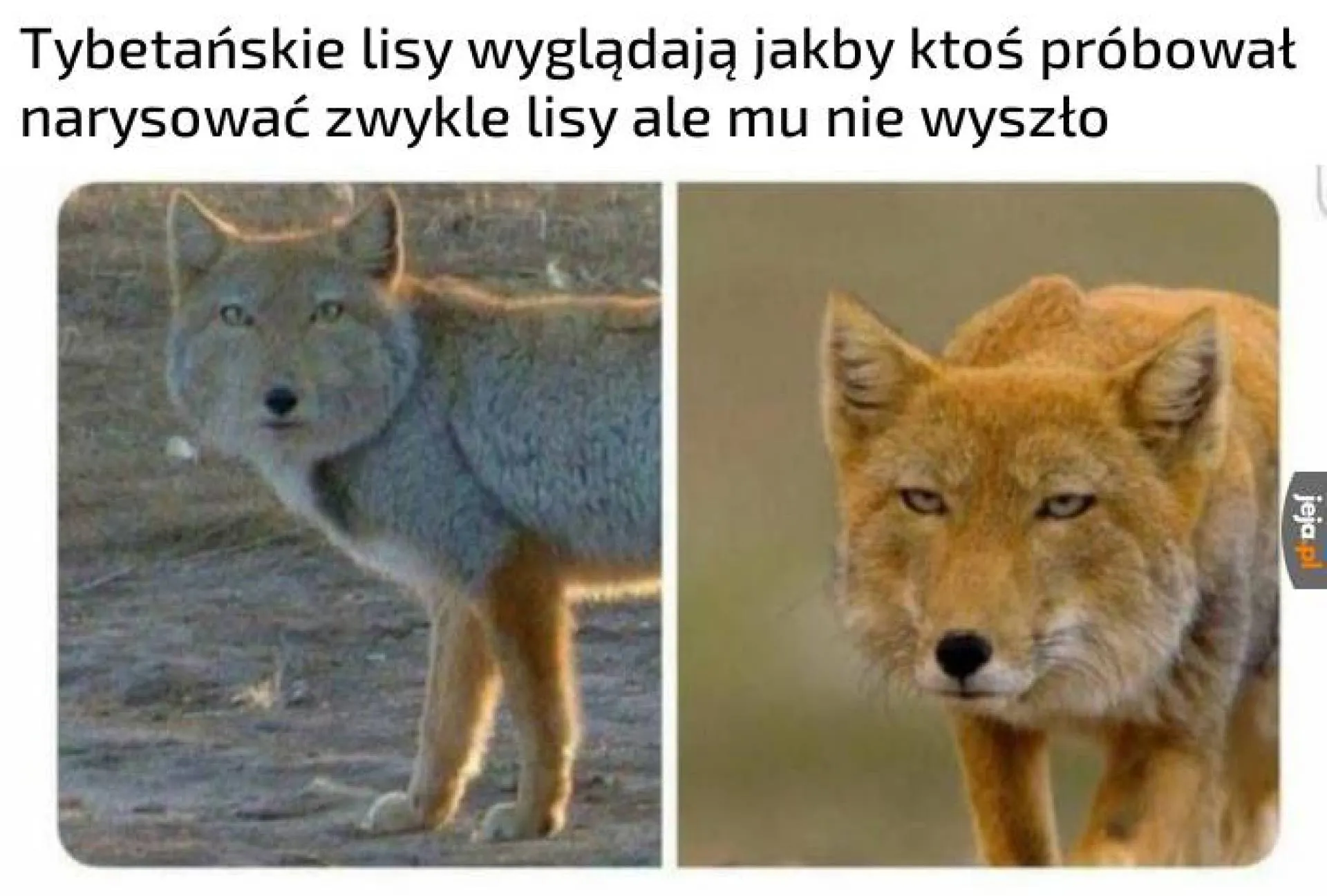 Lis