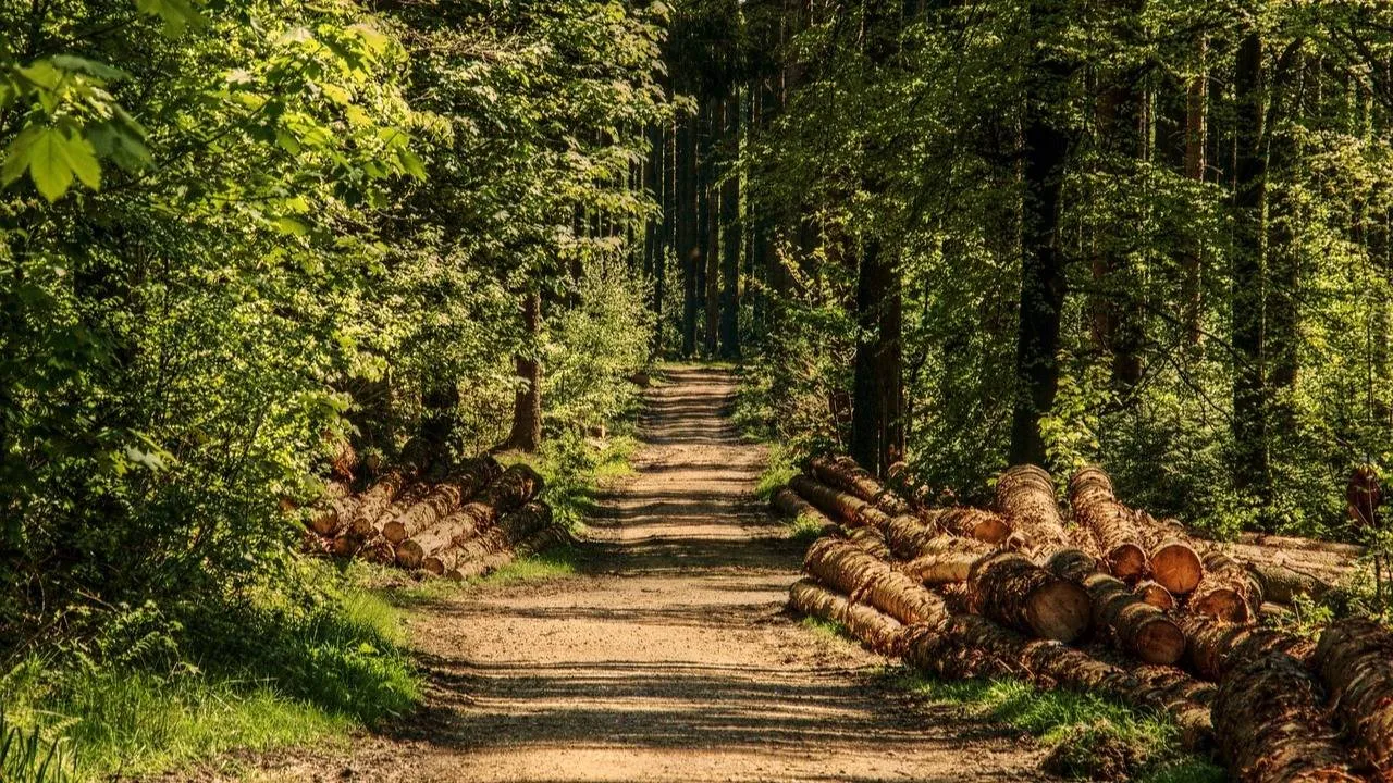RCB: Zagrożenie pożarowe w lasach