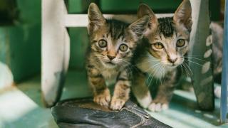 Naukowcy opracowali nową metodę sterylizacji kotów przy użyciu jednego zastrzyku.