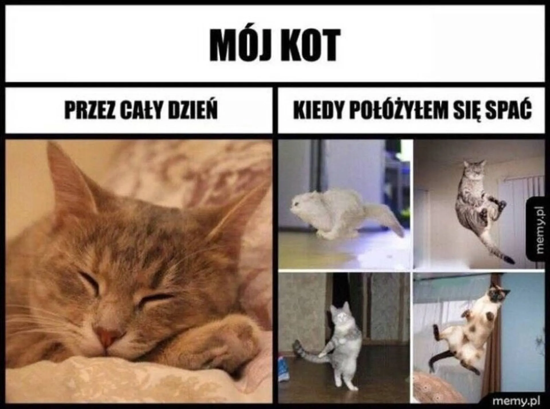 Mój kot
