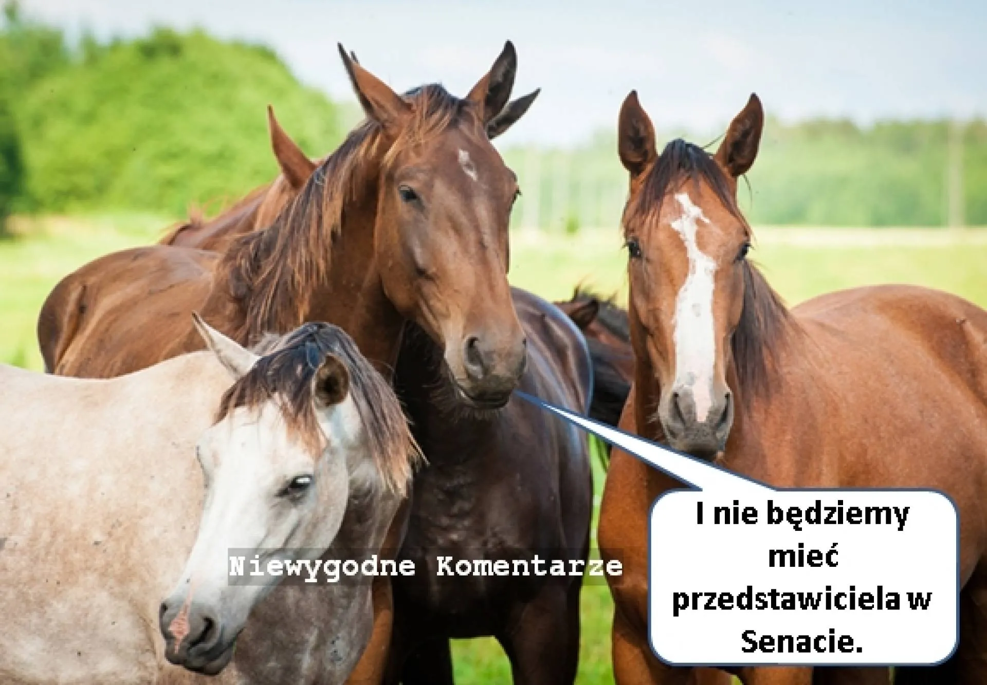 W Senacie