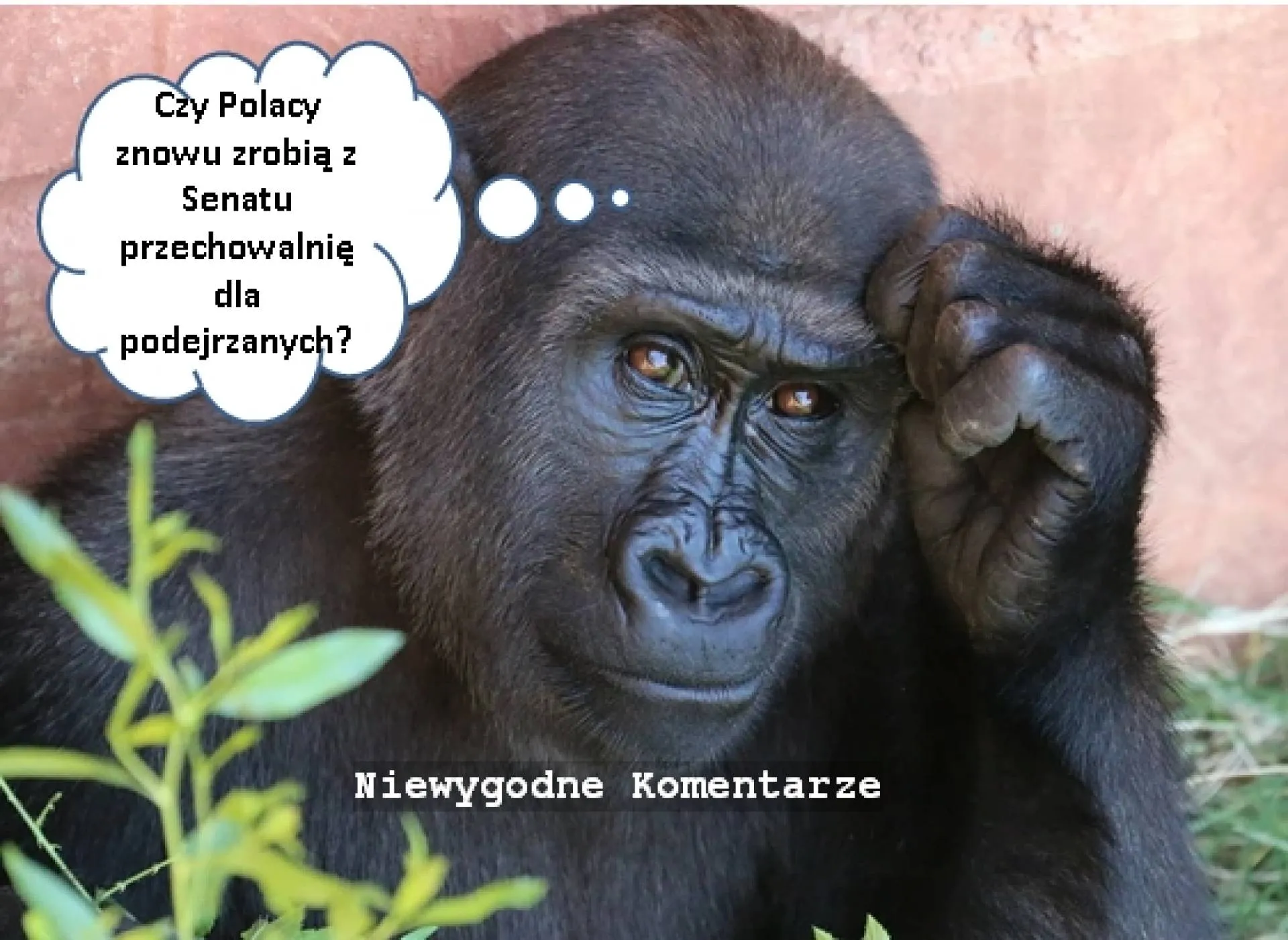 Senat