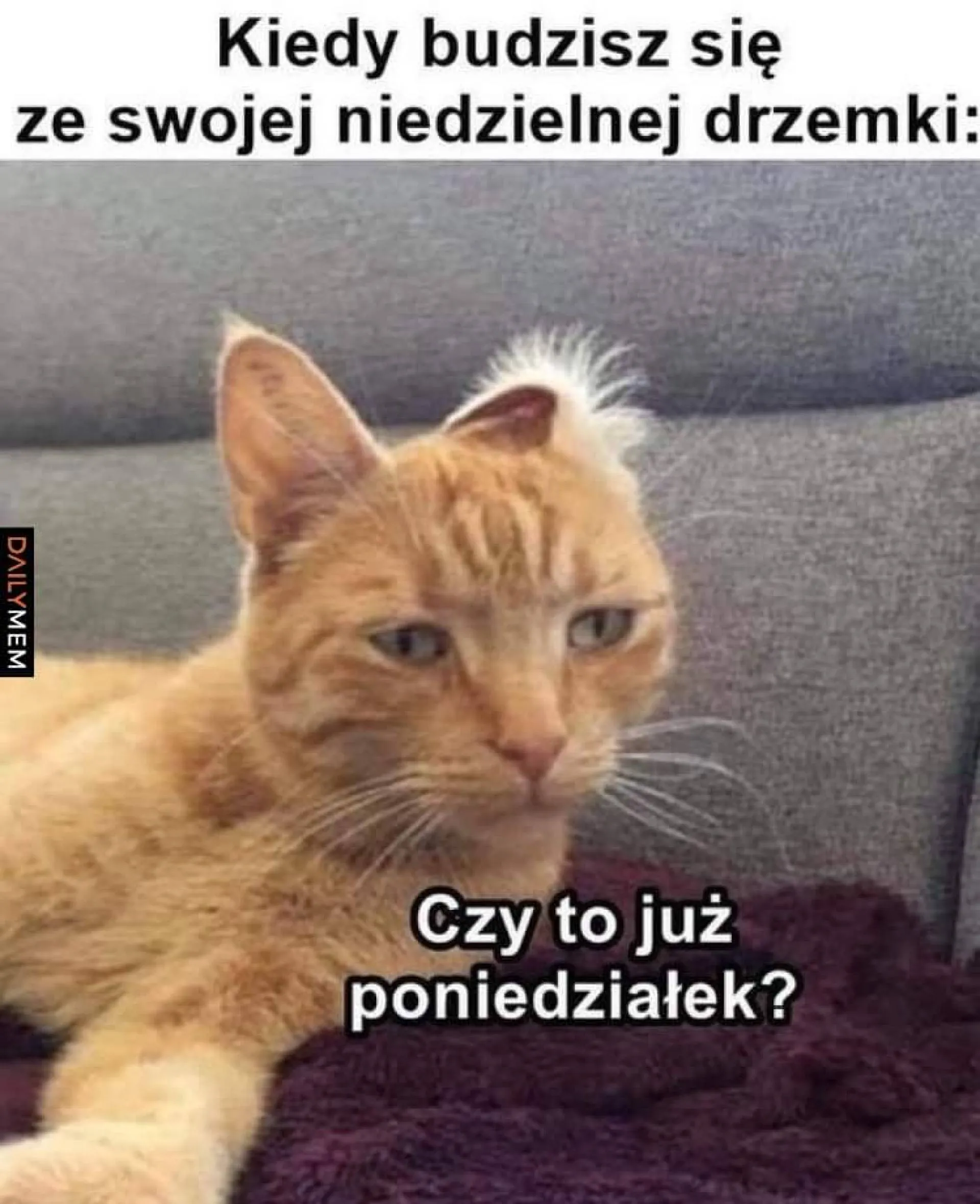 Drzemka