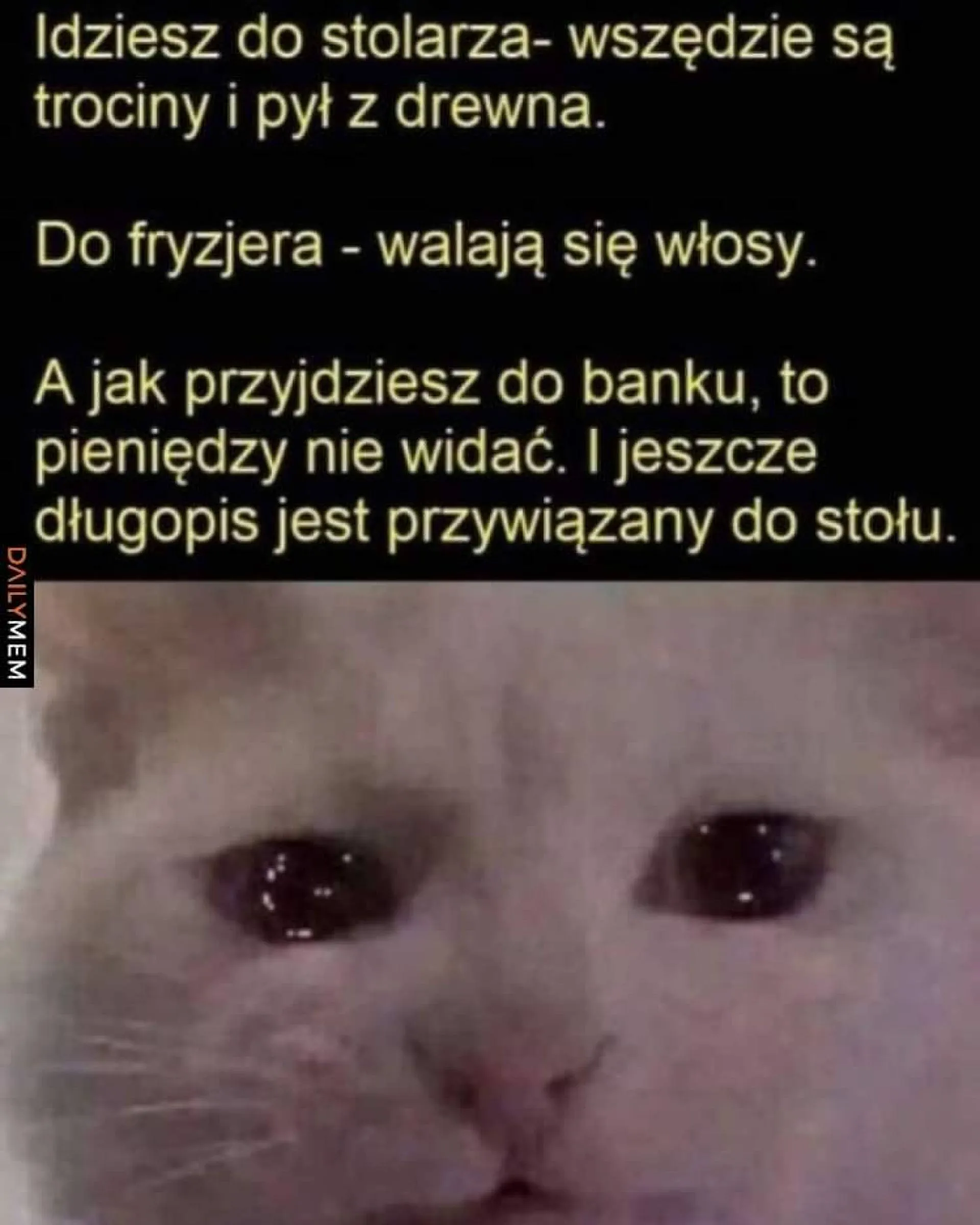 Stolarz