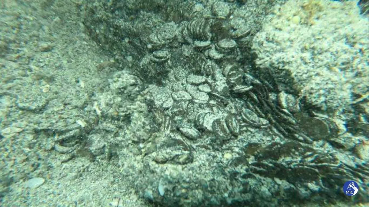 Niesamowite znalezisko blisko brzegów Sardynii. Odkryto olbrzymi zbiór monet z IV wieku