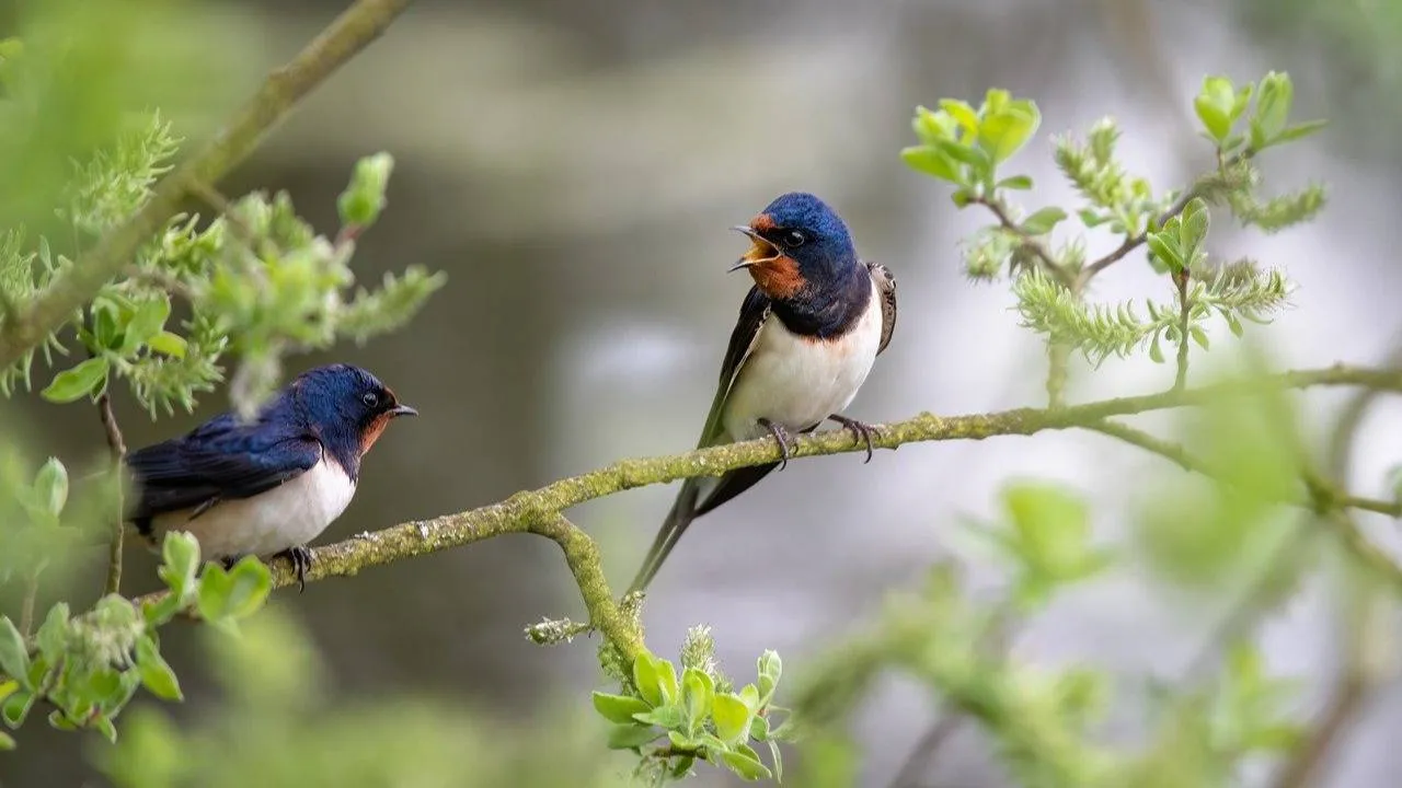Stanie przed sądem za zniszczenie gniazda jaskółek