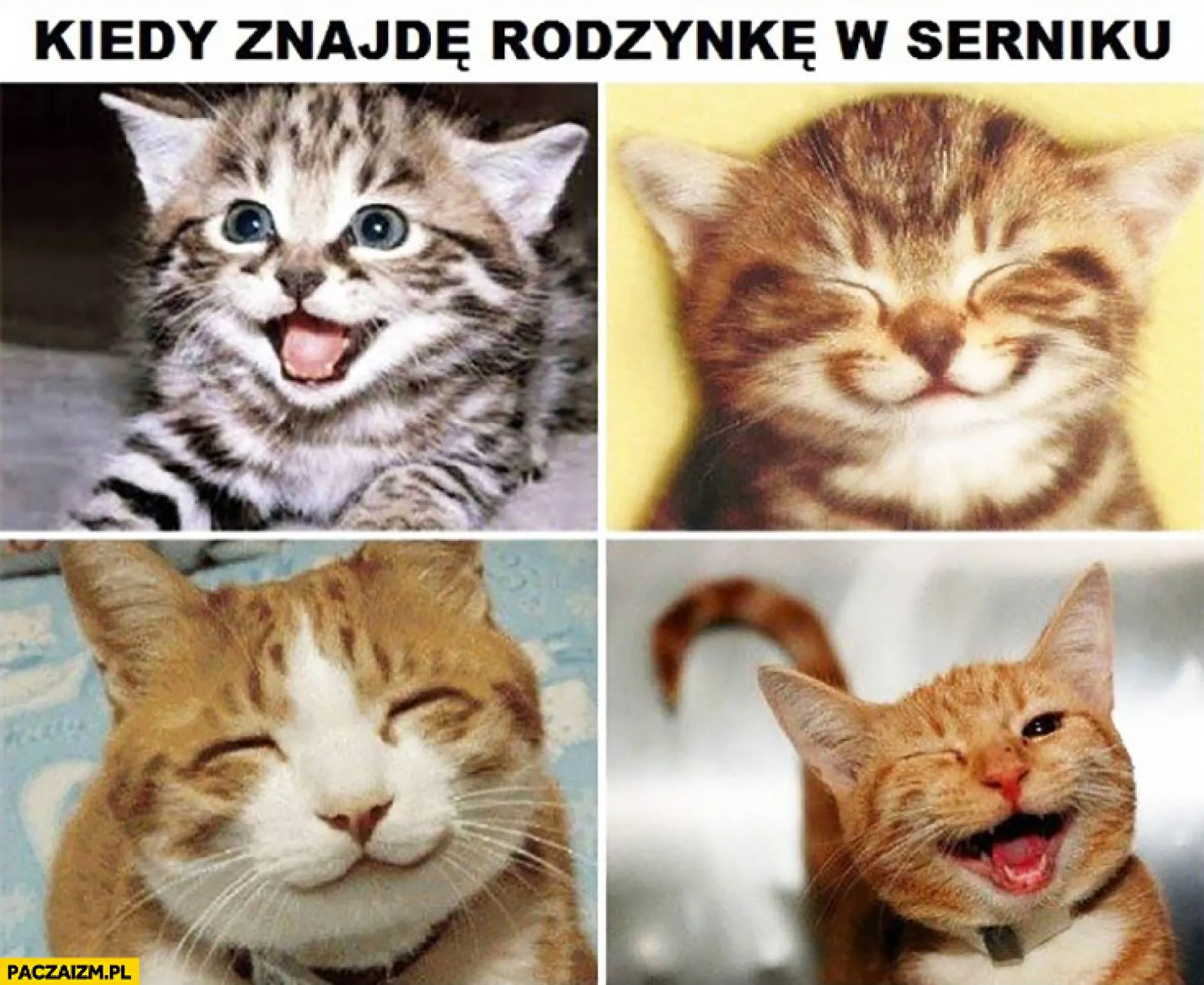 Rodzynek w cieście