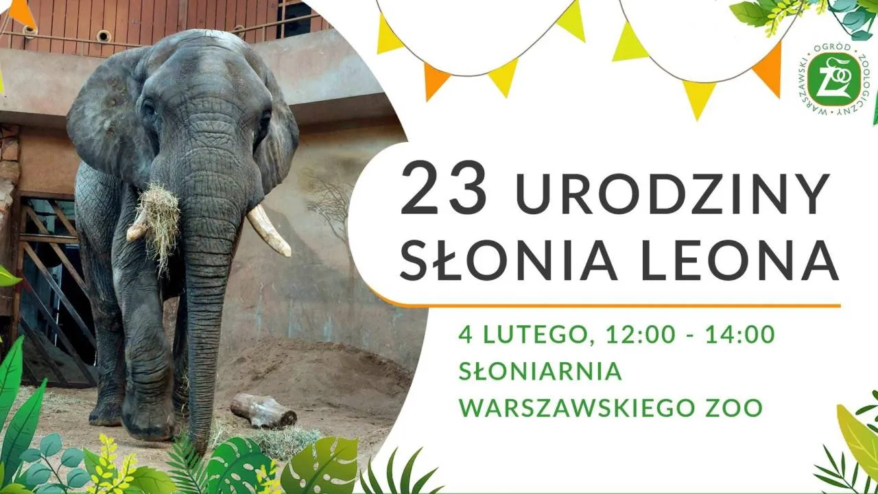 Wielka feta w warszawskim ZOO. Słoń Leon czeka na prezenty - ma 23. urodziny!