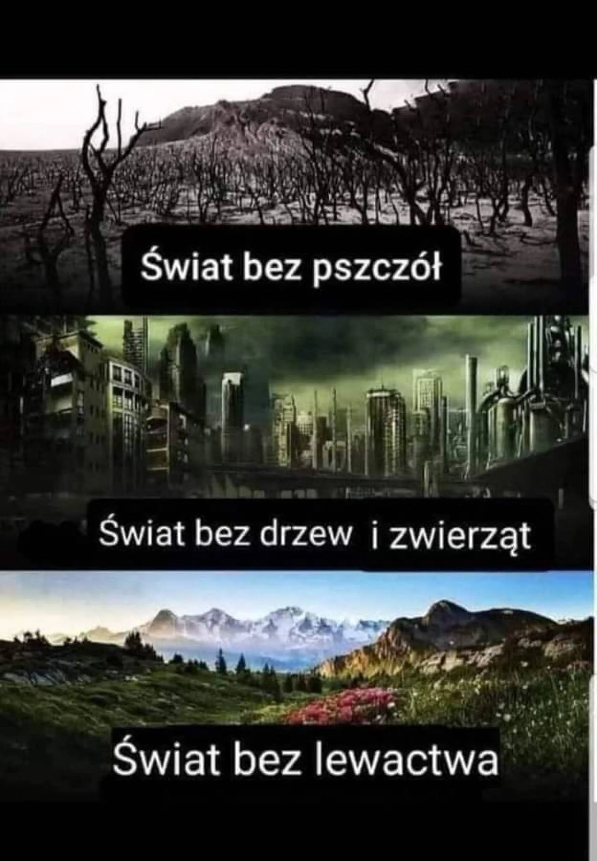 Który wybierzesz?