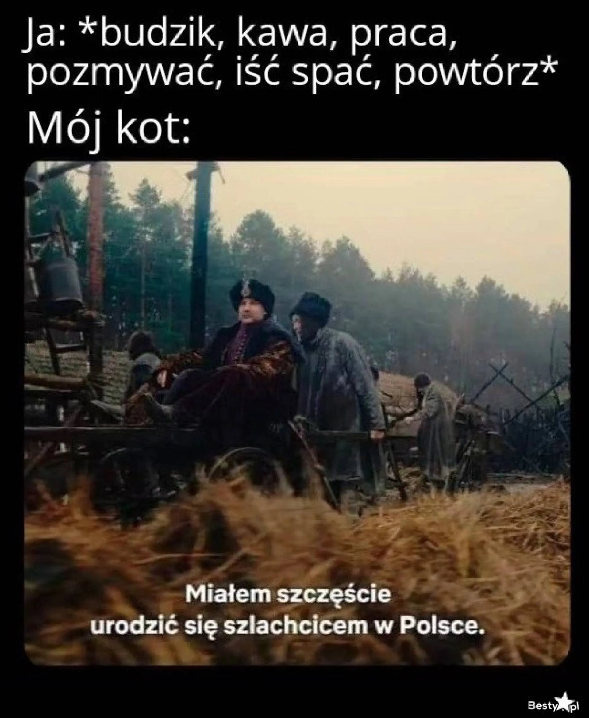 Mój kot