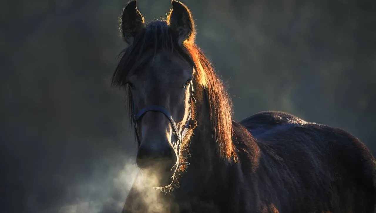 15 nieoczywistych pytań o zwierzęta. SPRAWDŹ SIĘ