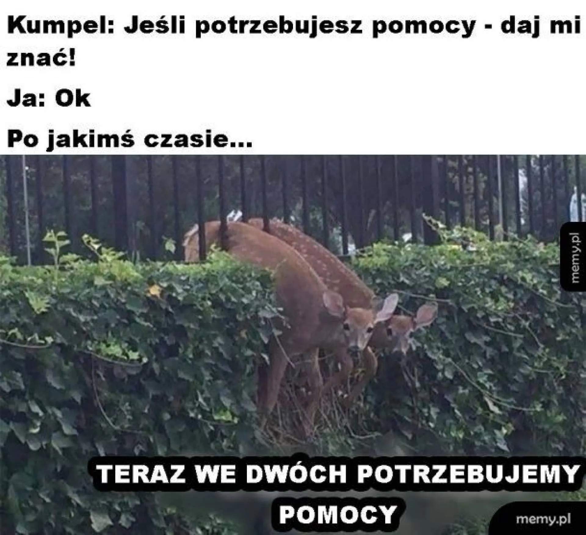 Pomógł