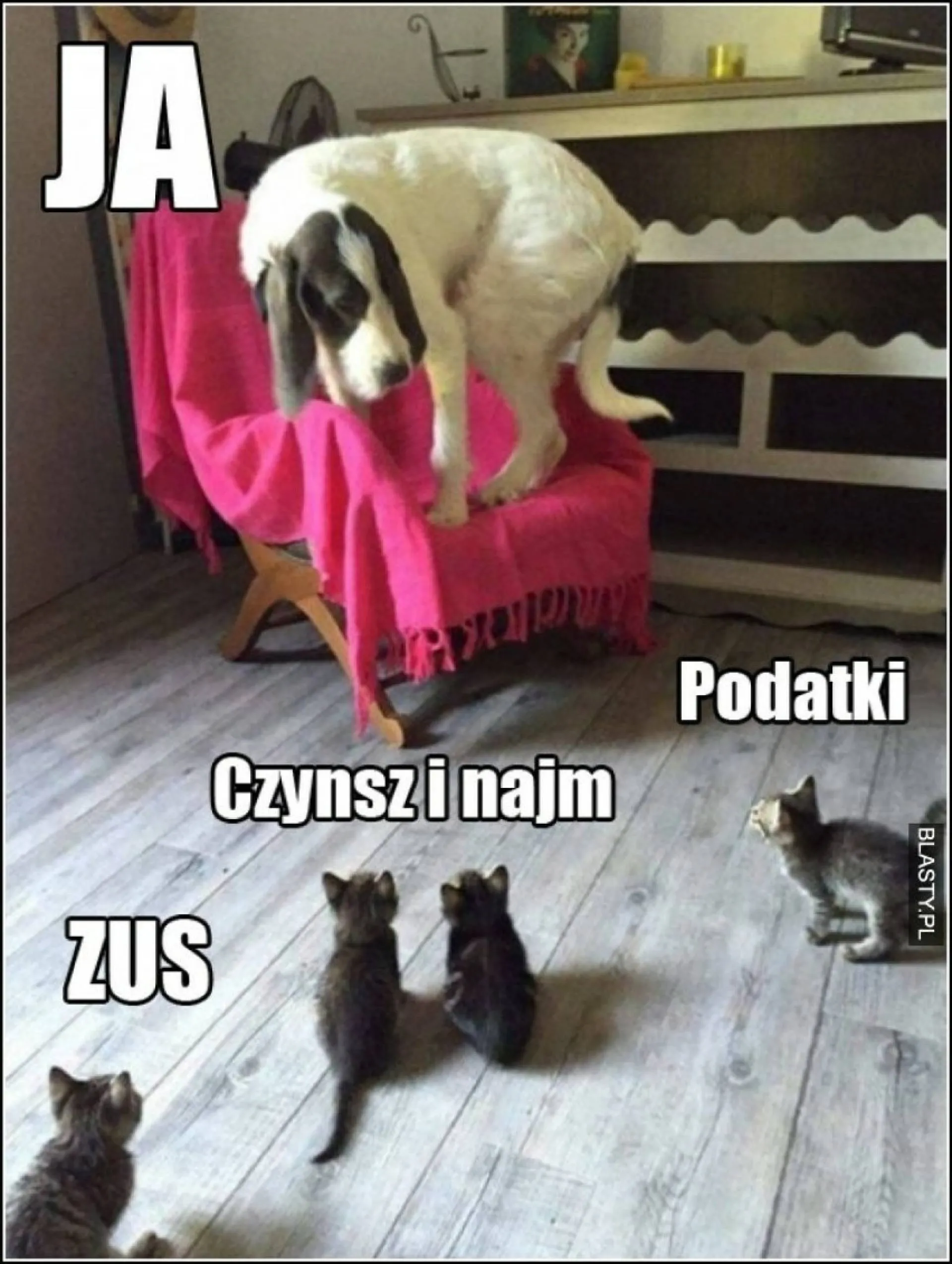 Osaczony