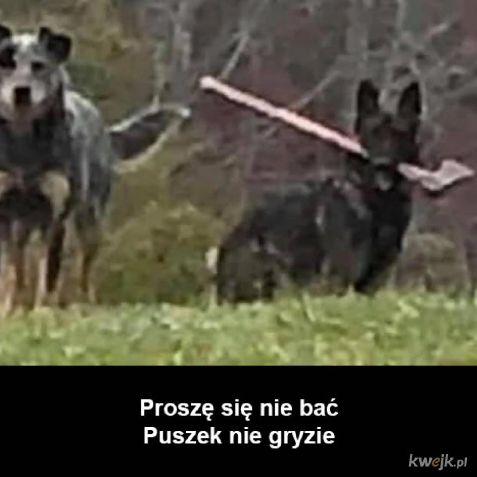 Nie gryzie