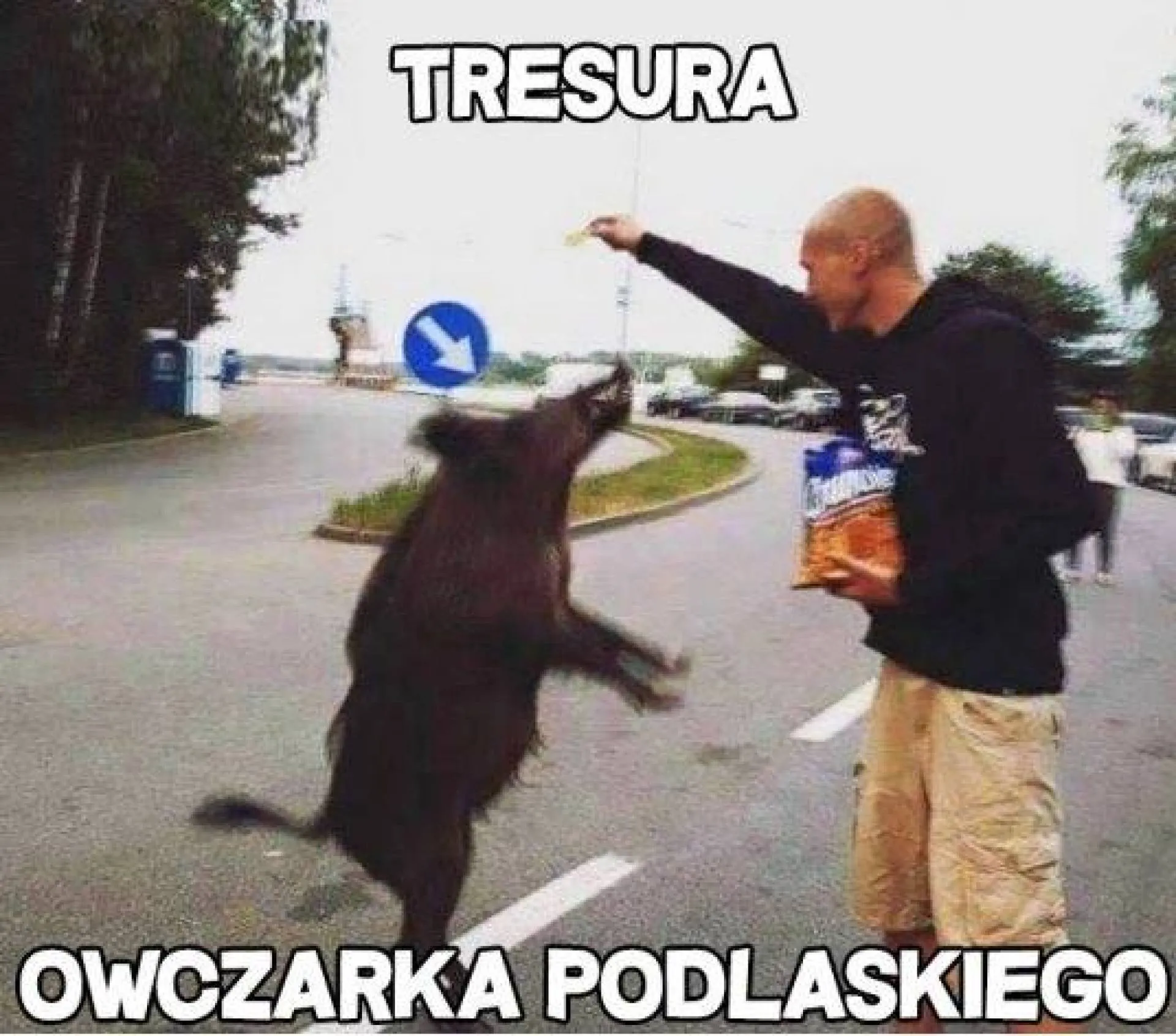 Owczarek podlaski
