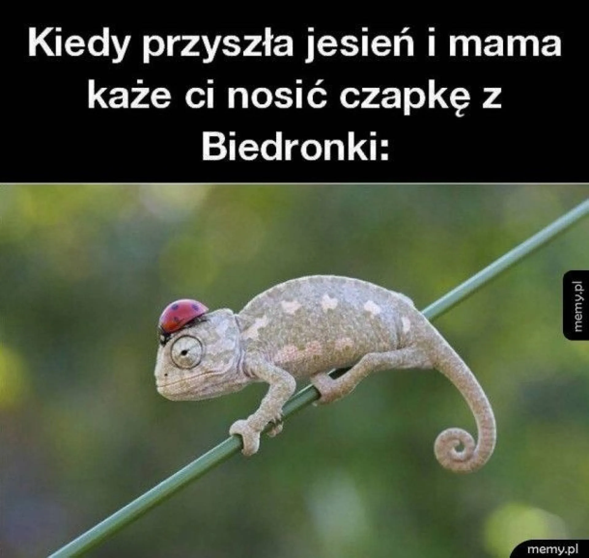 Czapka