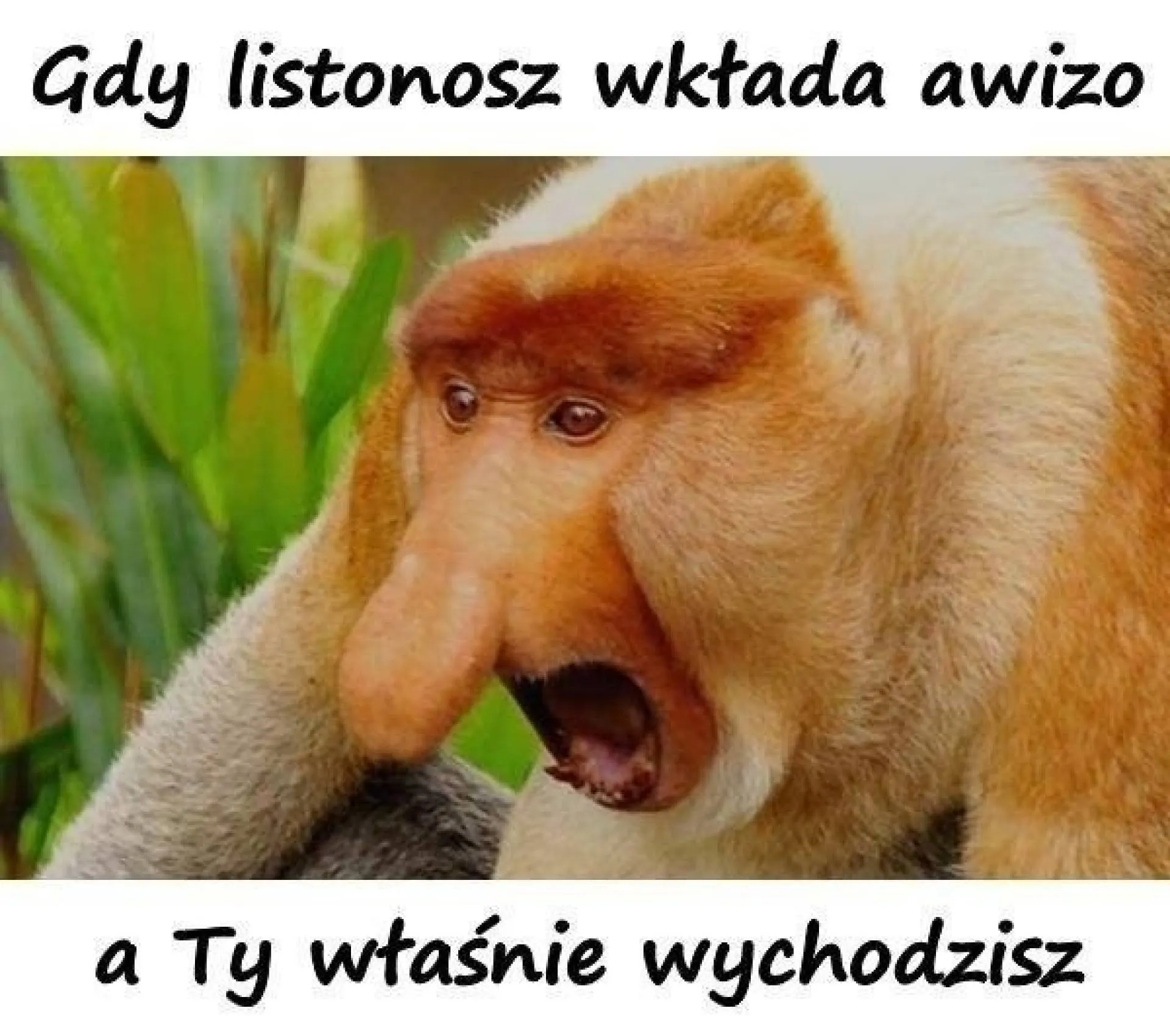 Awizo
