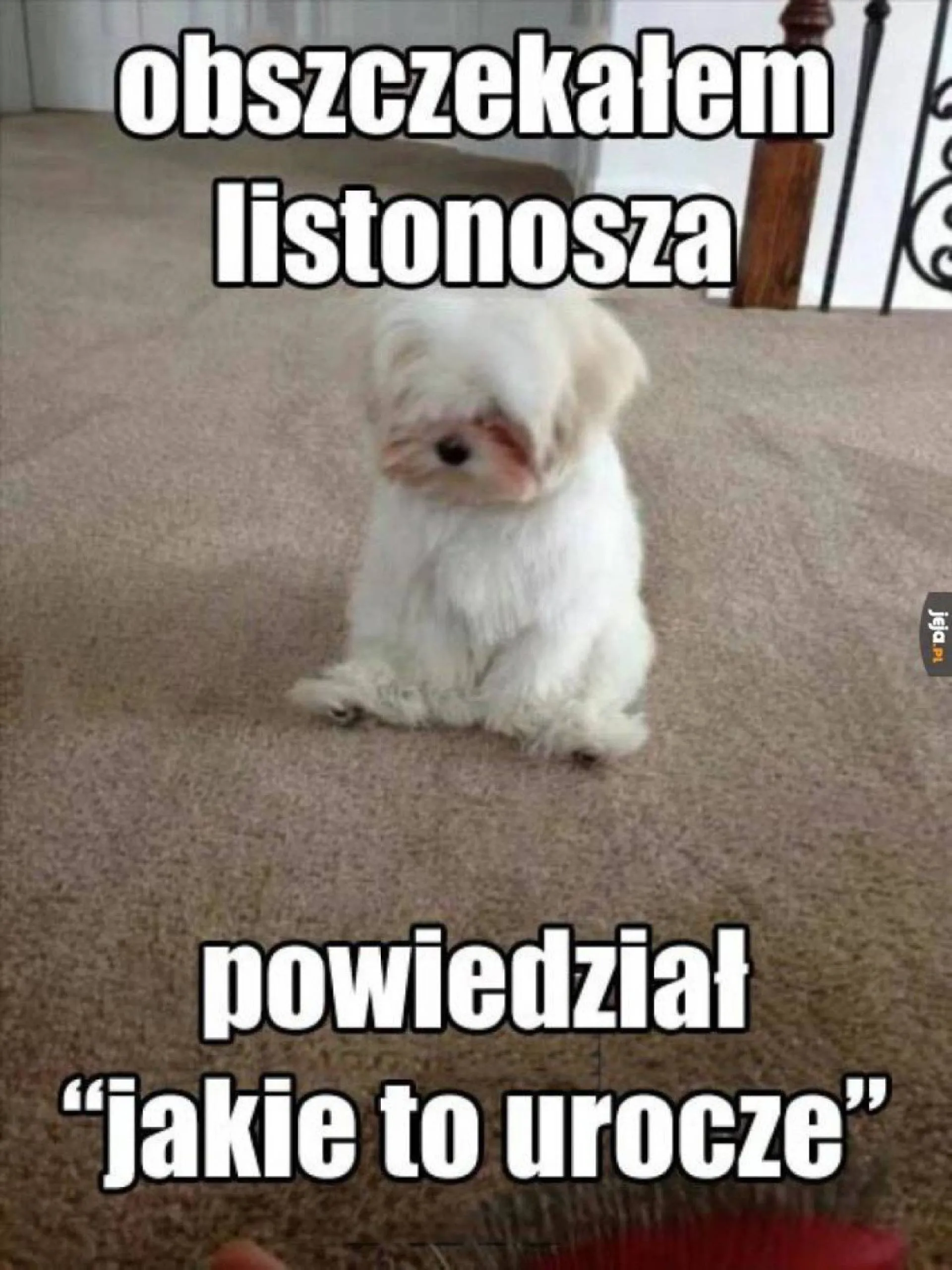 Obszczekany