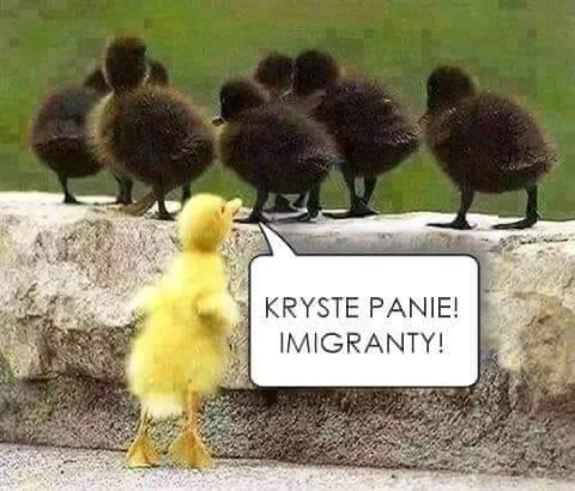 Imigranty