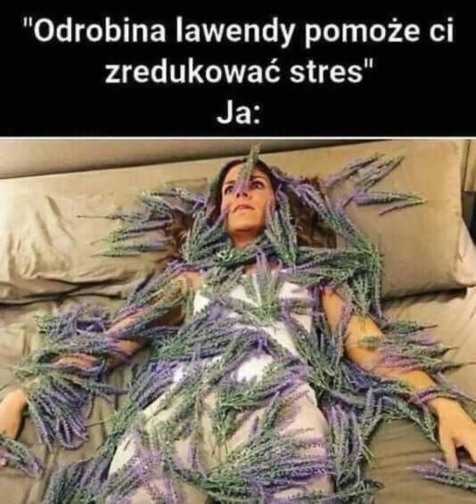 Lawenda