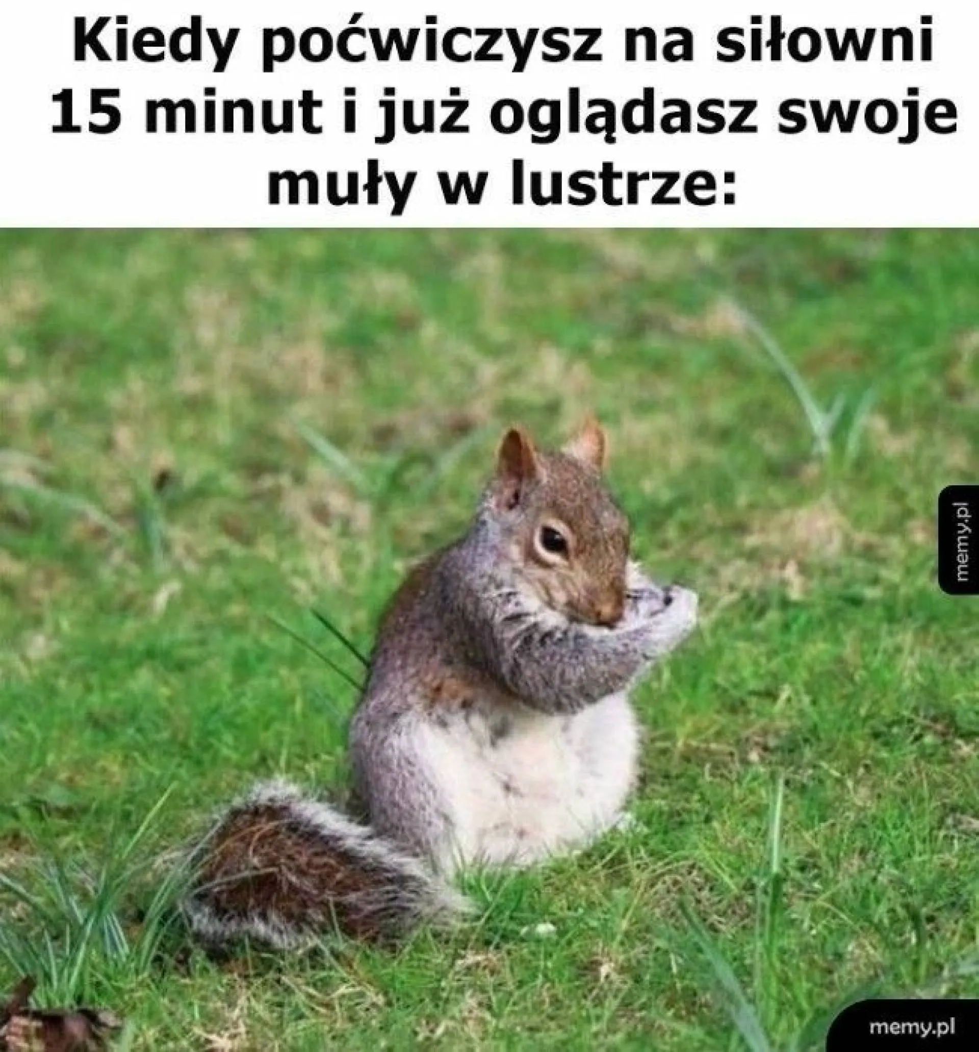 Muły
