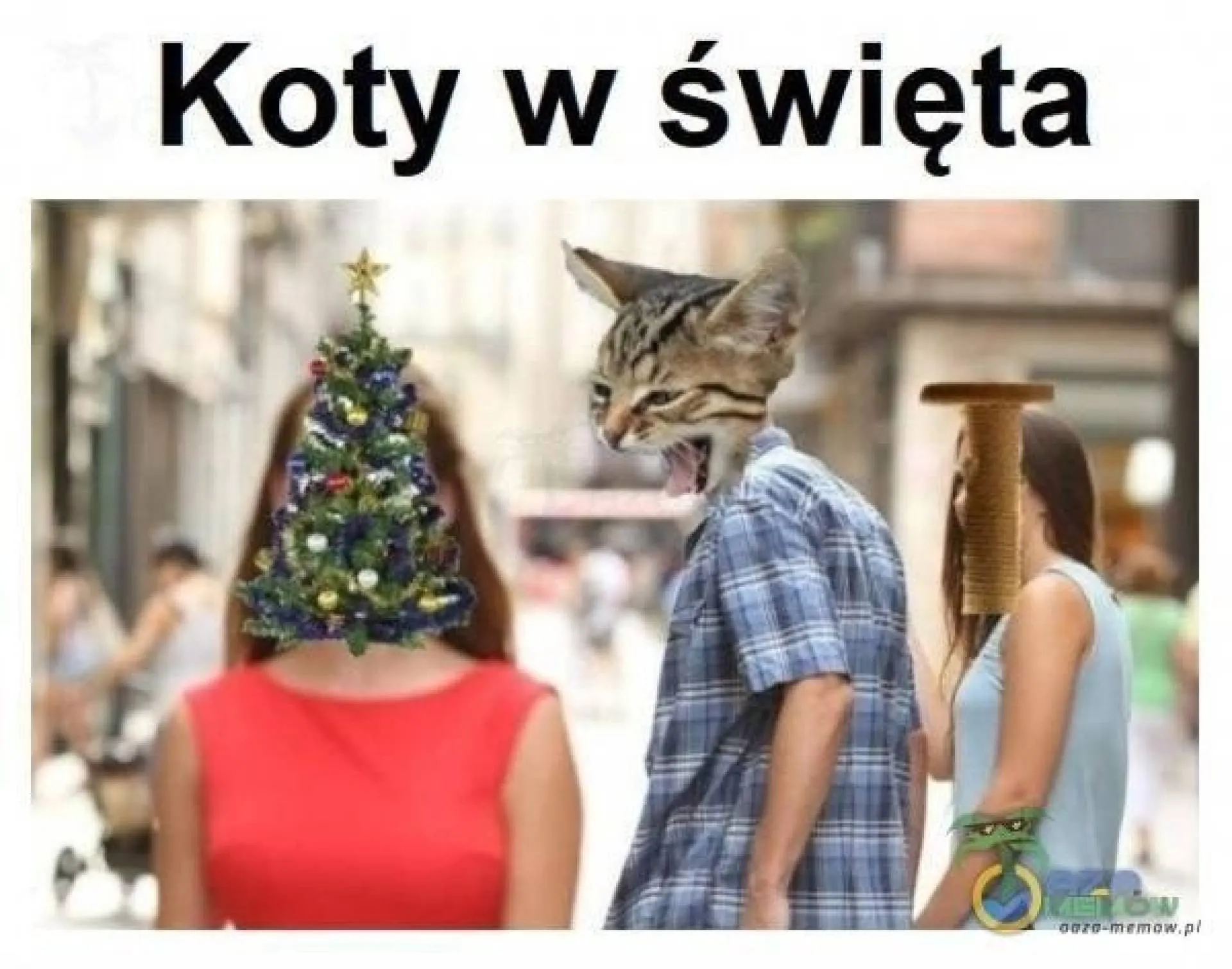 Koty