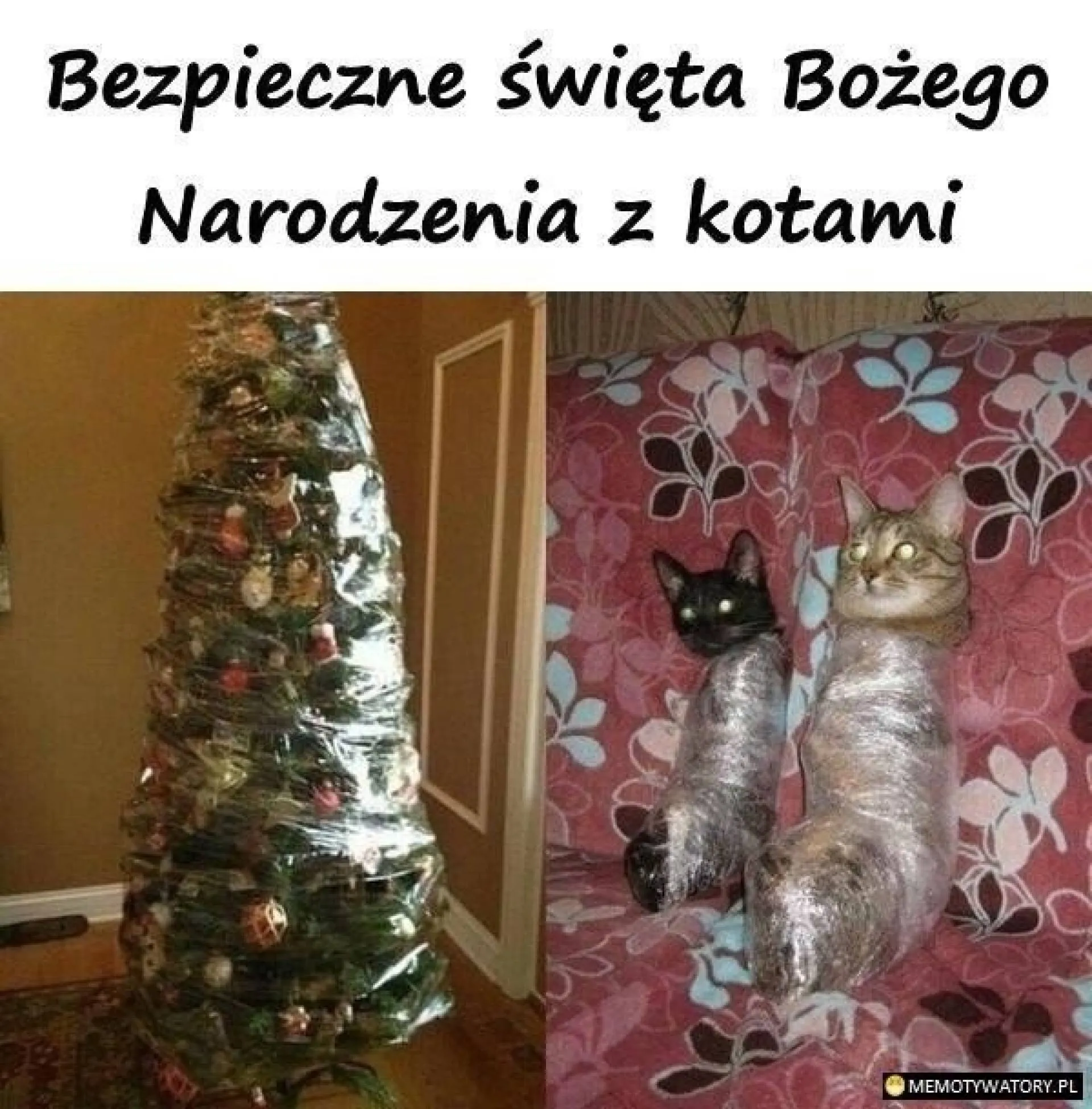 Z kotami