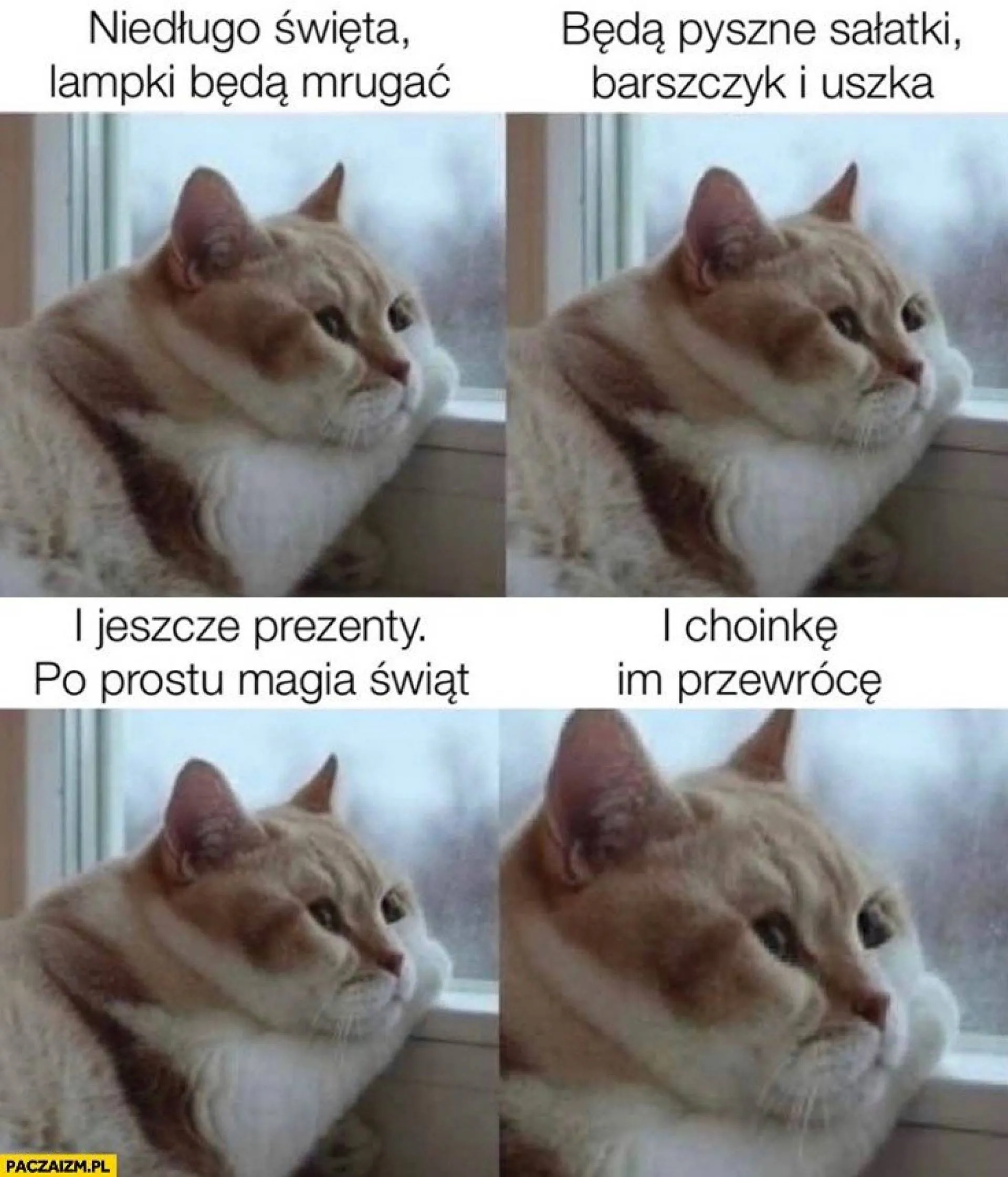 Choinkę też