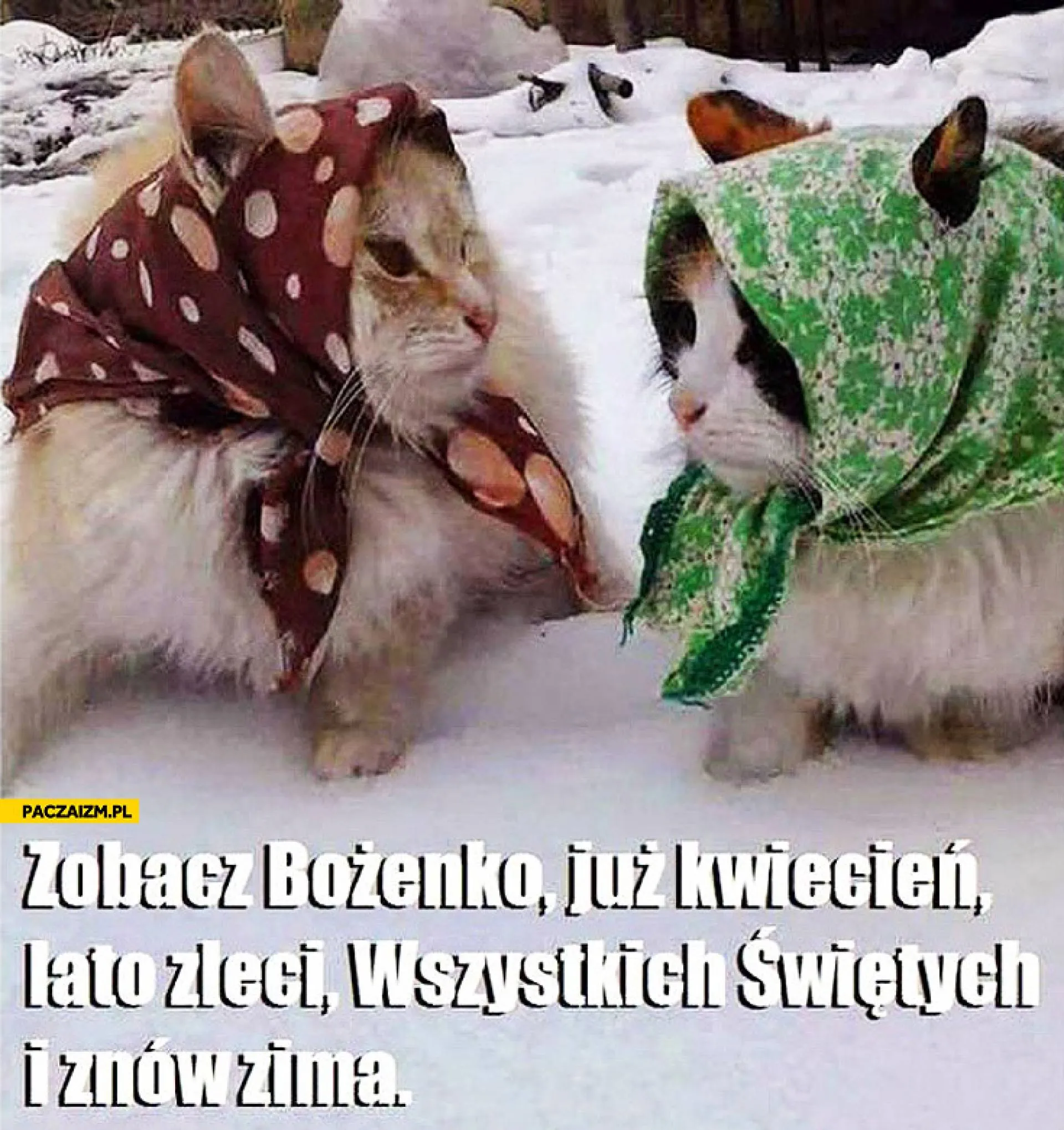 Zobacz Bożenka