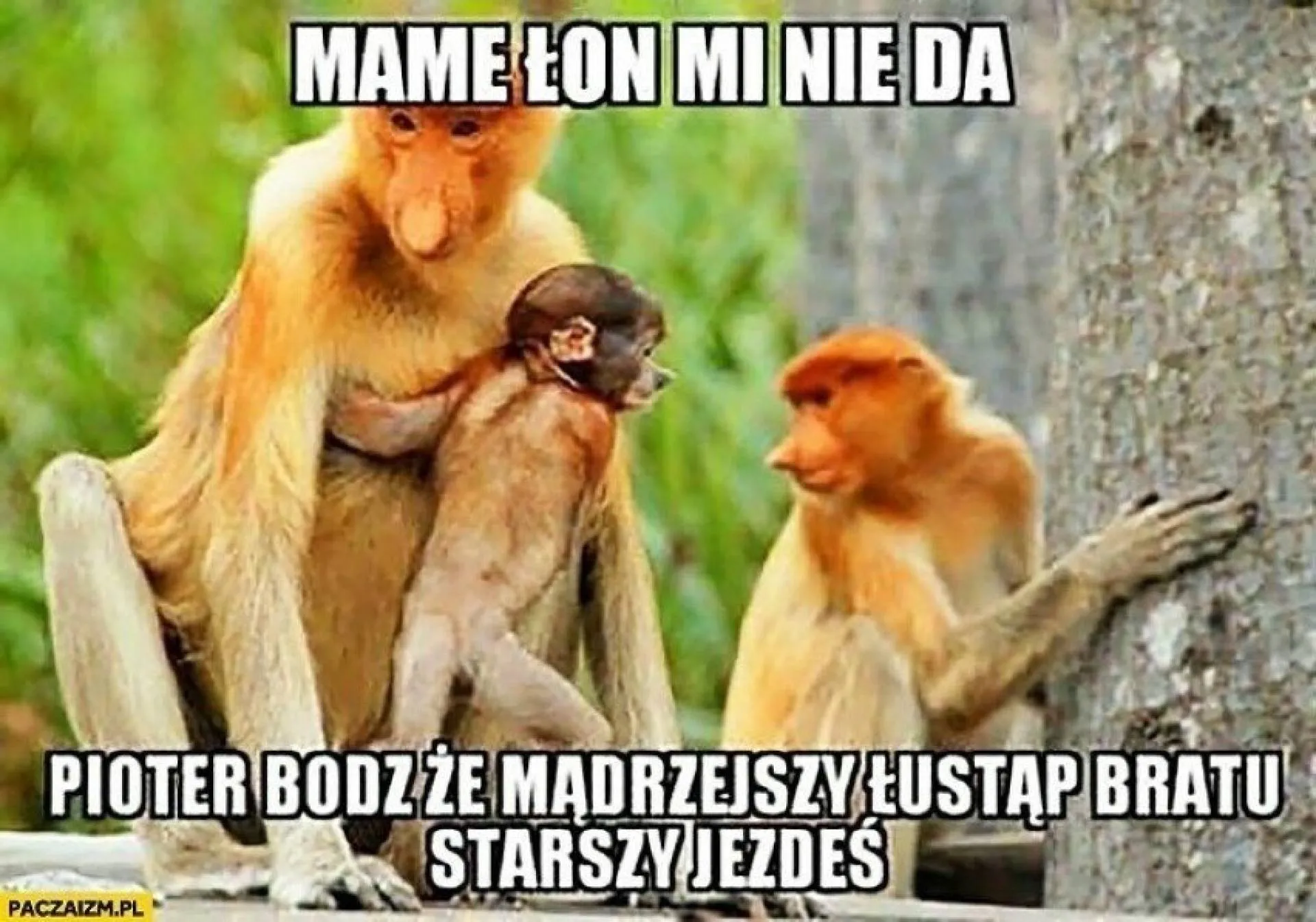 Starszy jesteś
