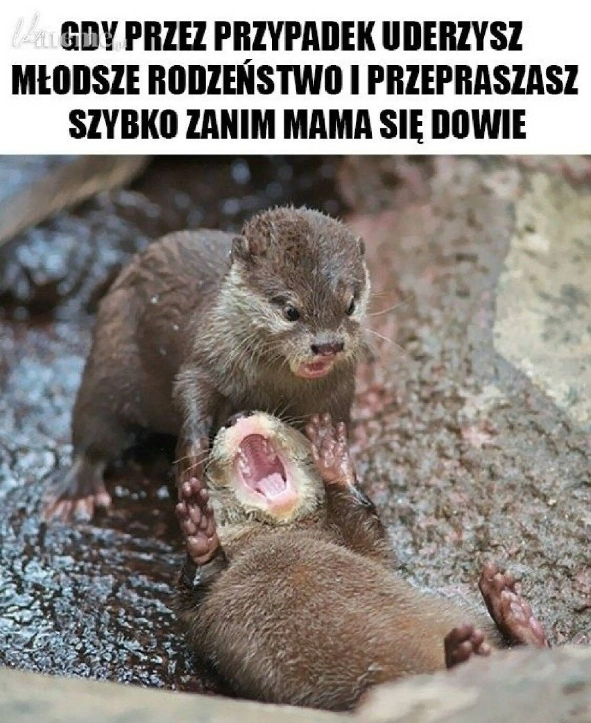 Przeprosiny