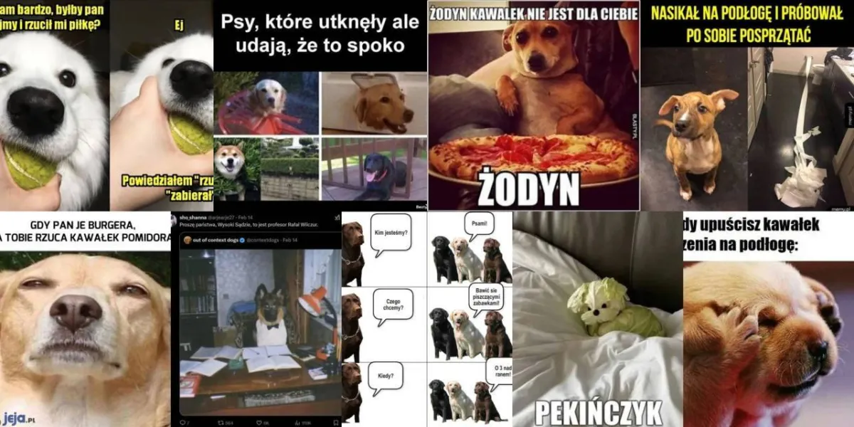Pies najlepszym przyjacielem człowieka? ZOBACZ najlepsze memy! Uśmiech