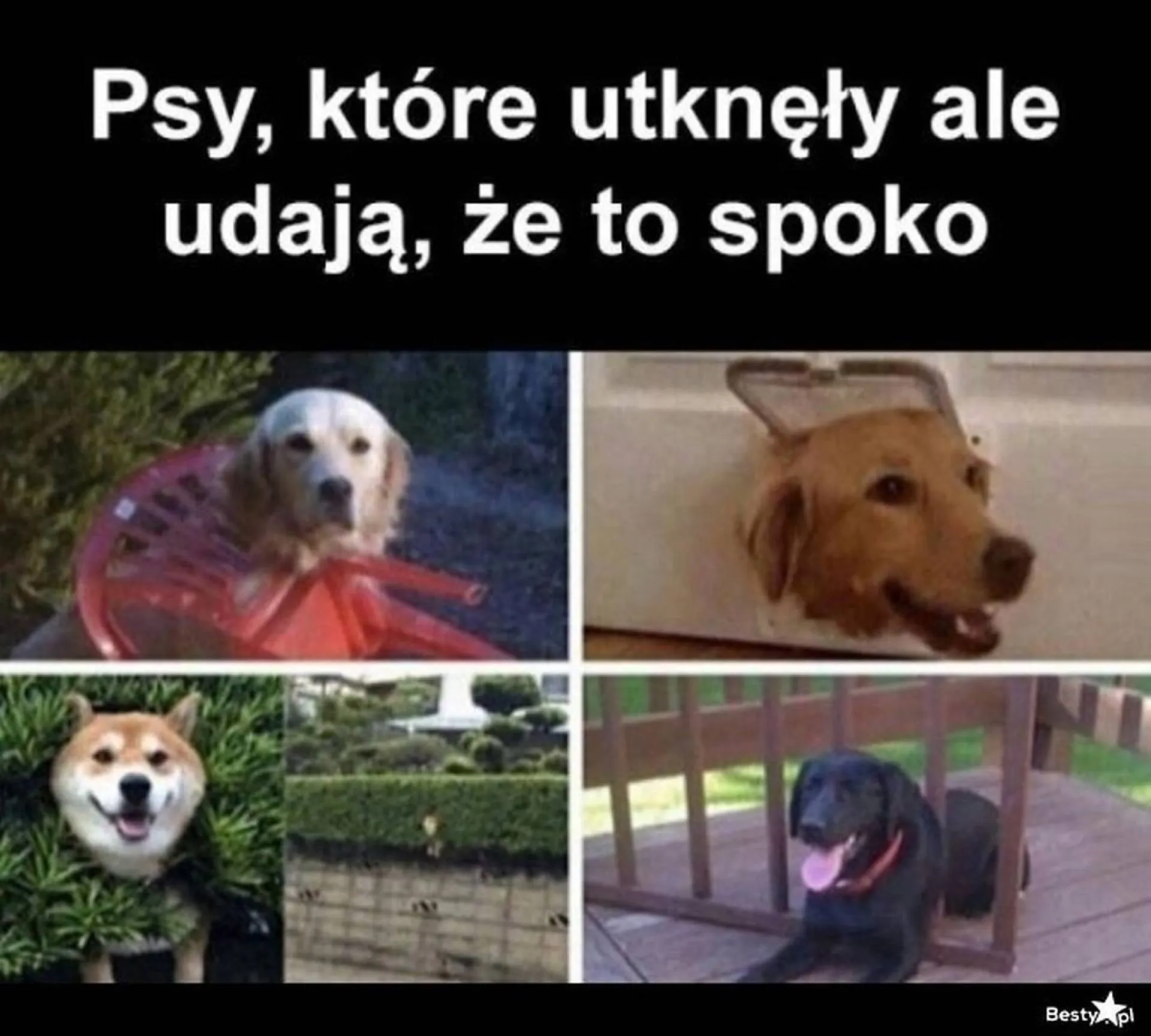 Ale udają