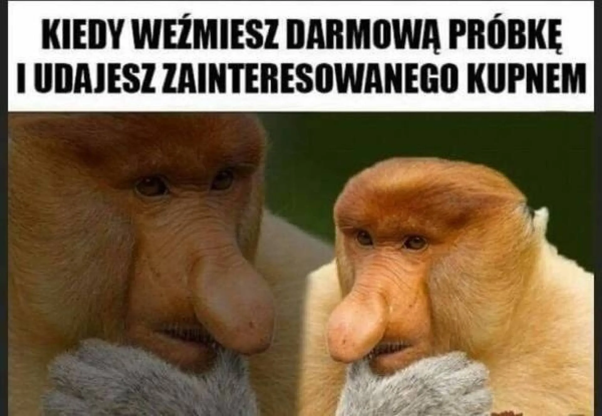 Darmowa próbka