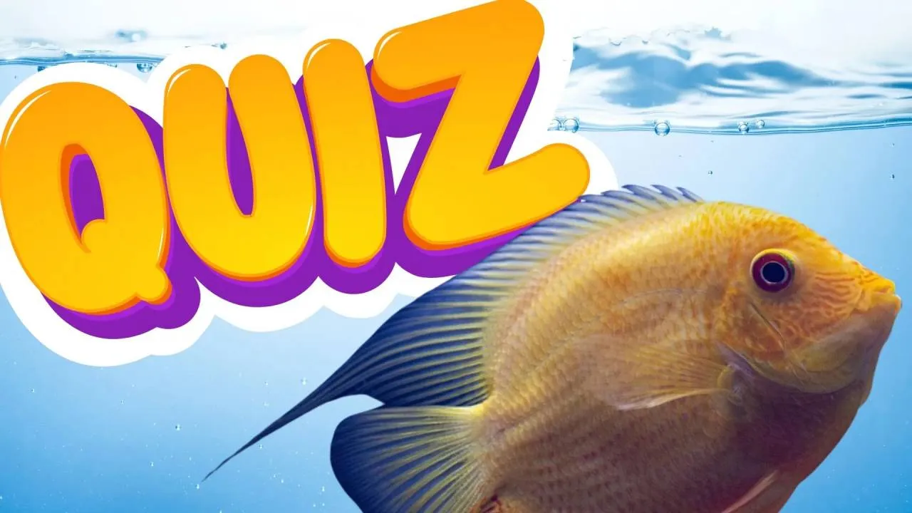 QUIZ o rybach