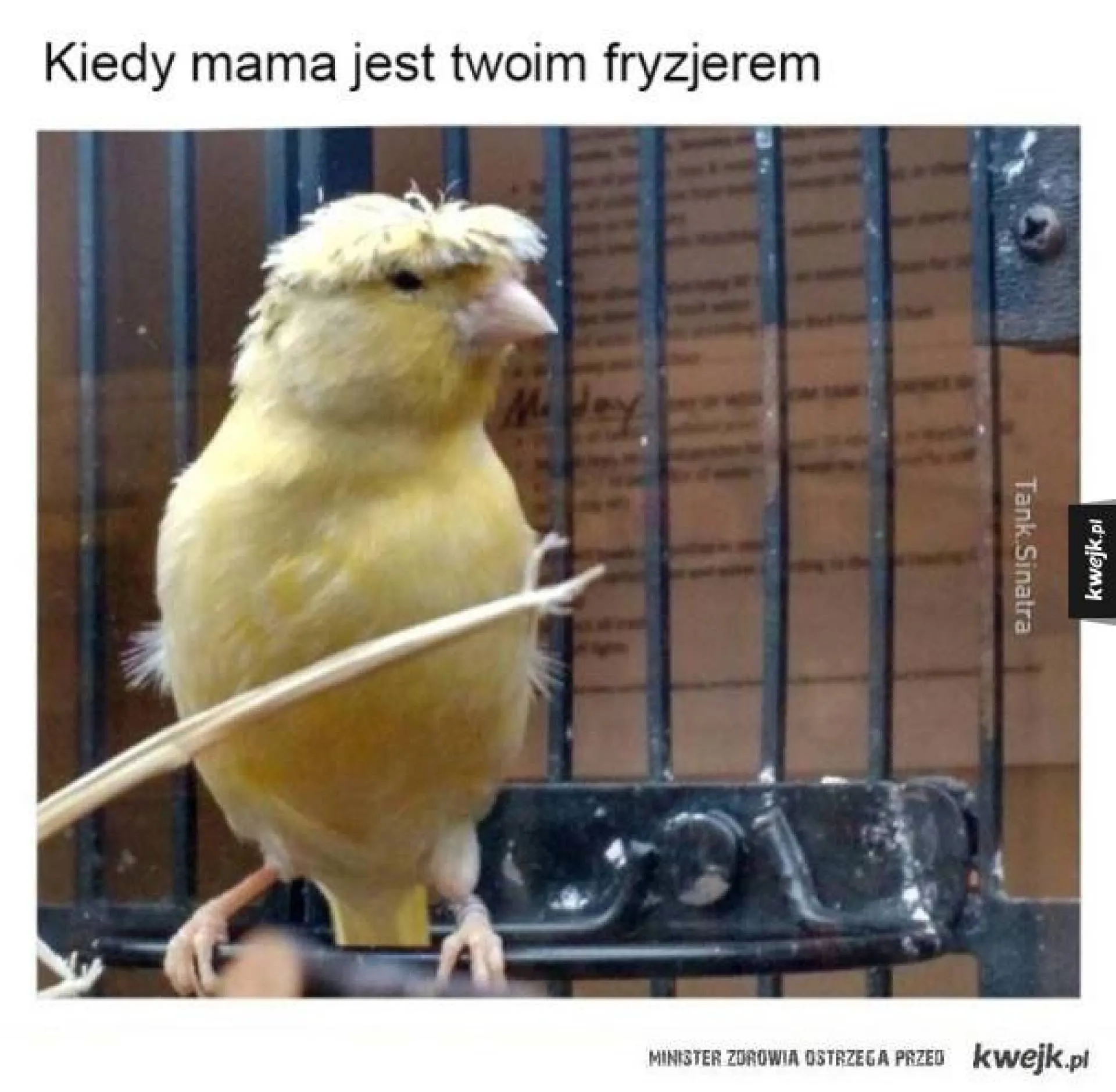 Oryginalna fryzura
