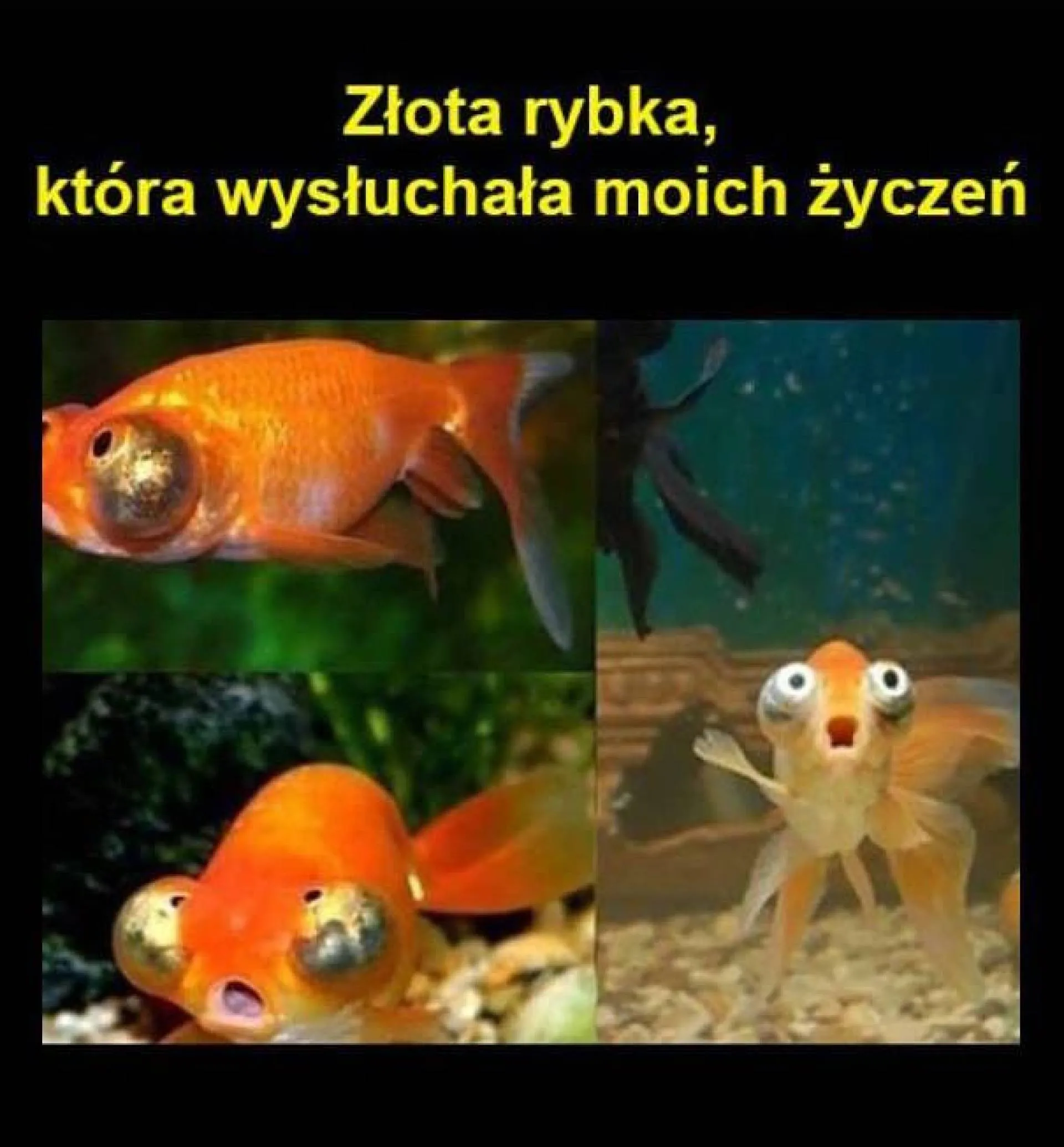 Że co?!