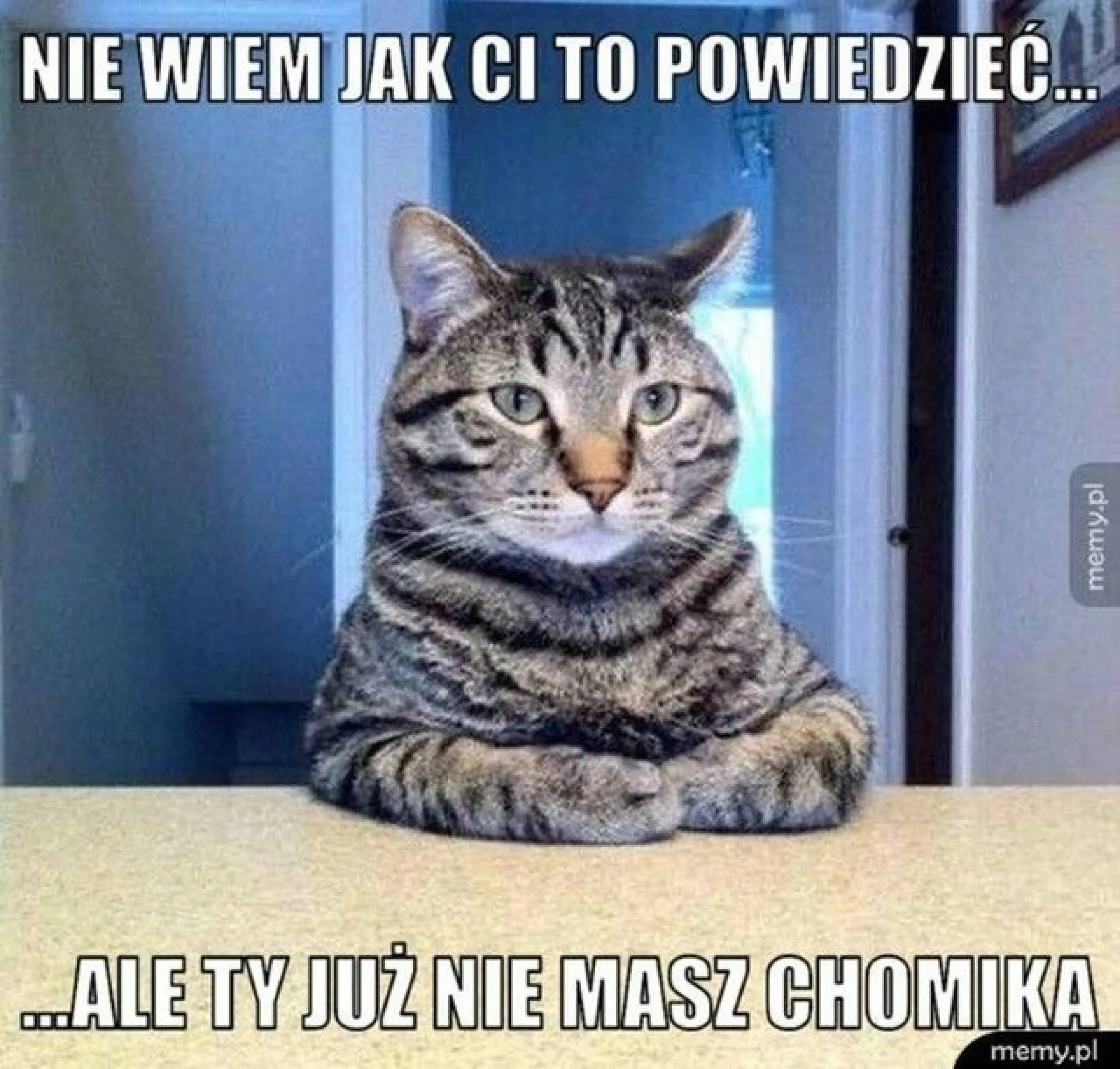 Gdzie się podział chomik?