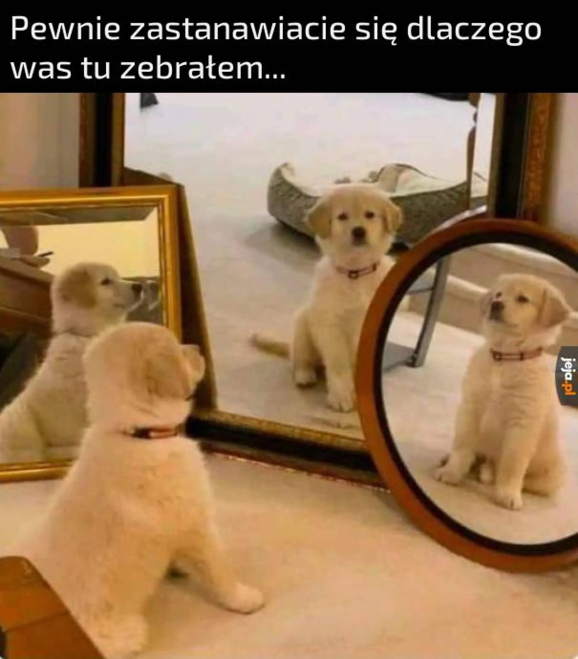 Ważniak