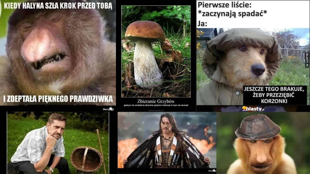Byliście już na grzybach? Te MEMY o grzybiarzach rozbawią do łez!