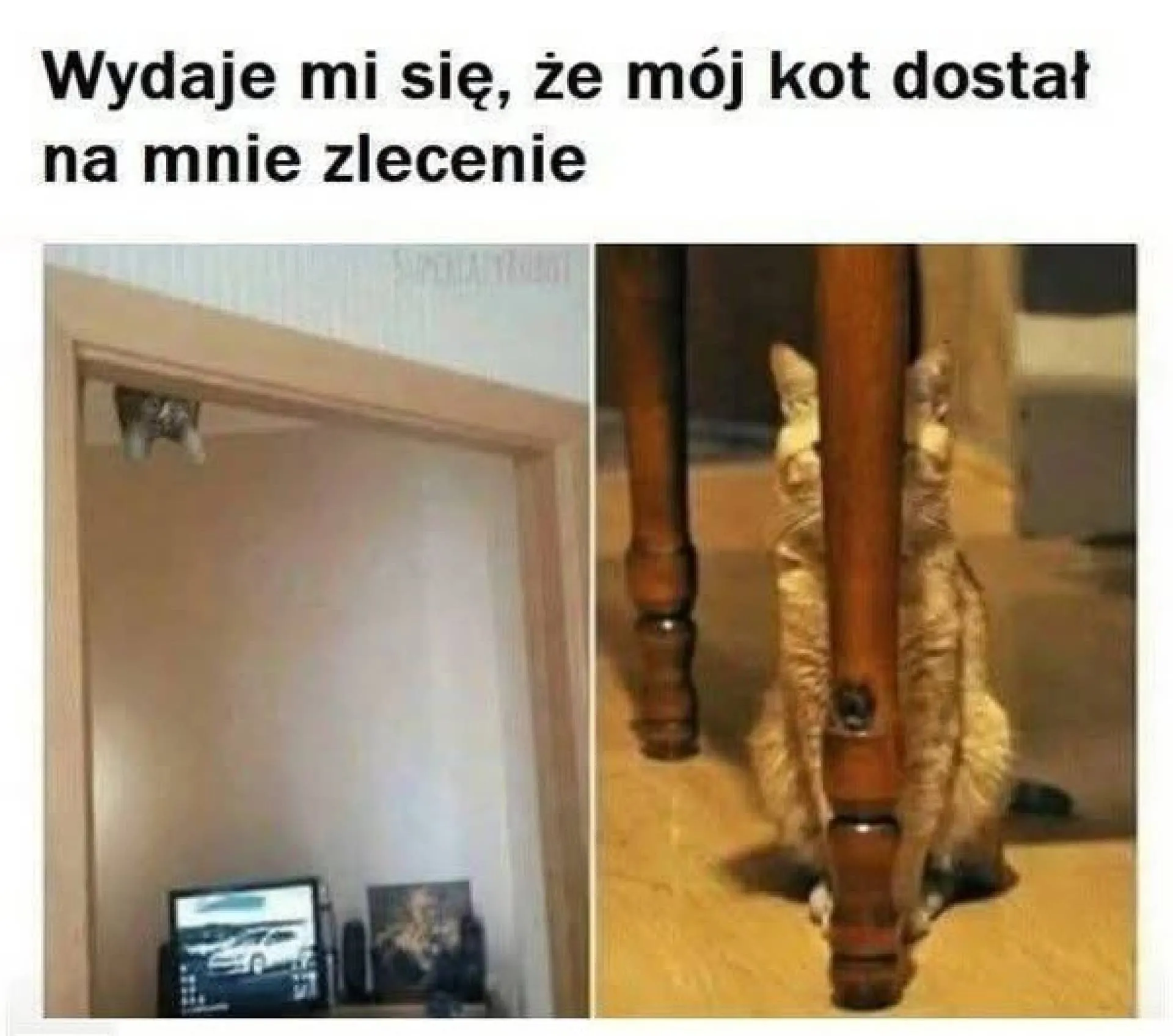 Coś knuje