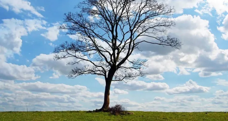 QUIZ o drzewach. Przygotowaliśmy 15 ciekawych pytań