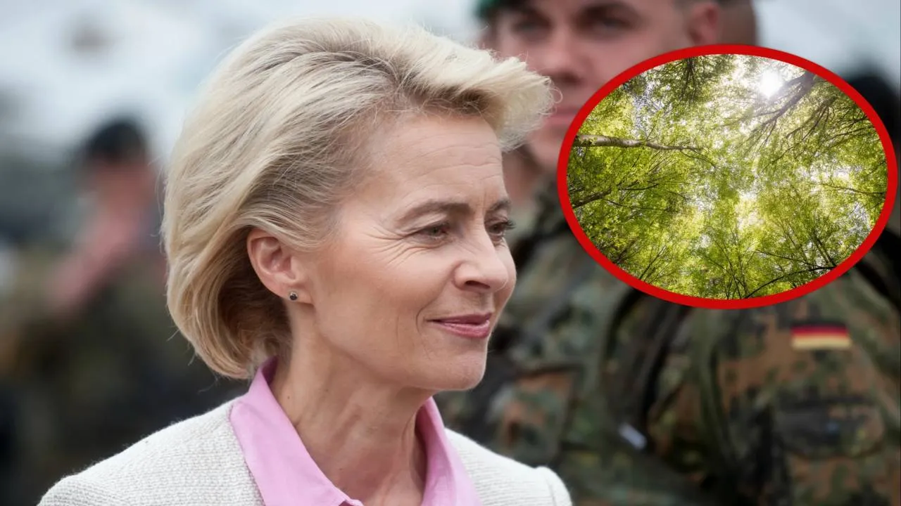 Bruksela chciała położyć łapy na polskich lasach - nie udało się. Europoseł PiS: "Wygraliśmy" [WIDEO]