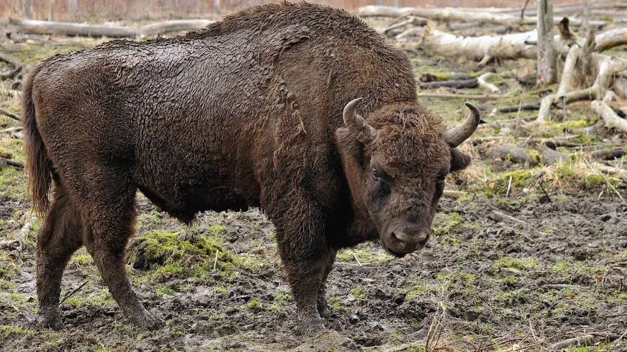 Turystka poturbowana przez żubra w Białowieskim Parku Narodowym