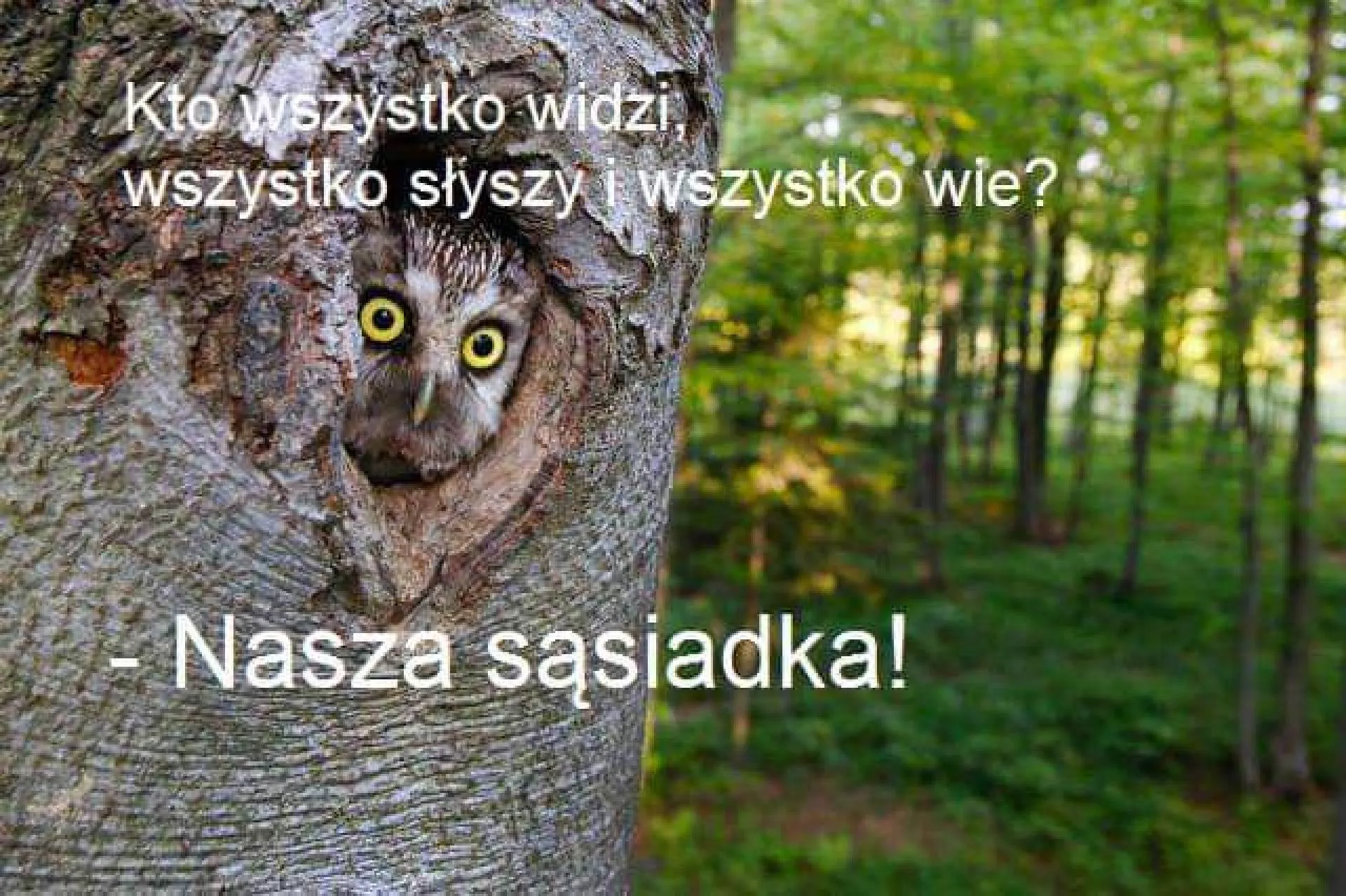 Najlepsze źródło informacji