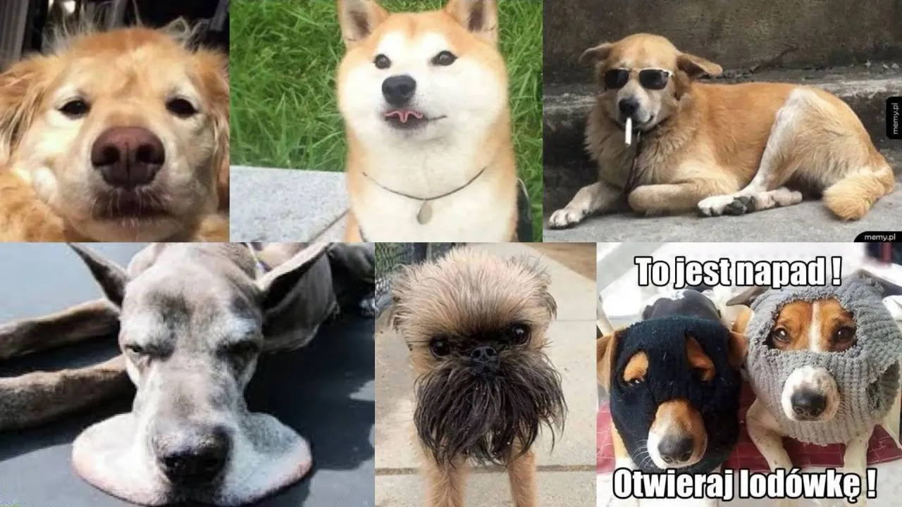 Tu nie trzeba chwytliwego tytułu... MEMY o psach