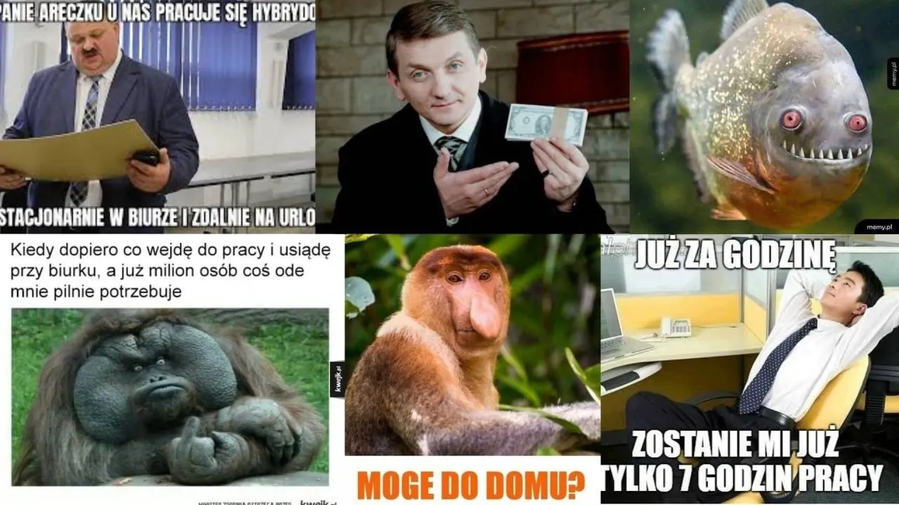 Robota nie zając... Przygotowaliśmy MEGAGALERIĘ - MEMY o pracy
