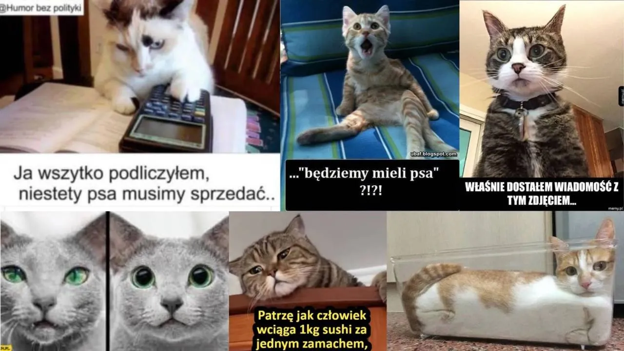 Pogódźmy się z tym, one rządzą w sieci. MEMY o kotach