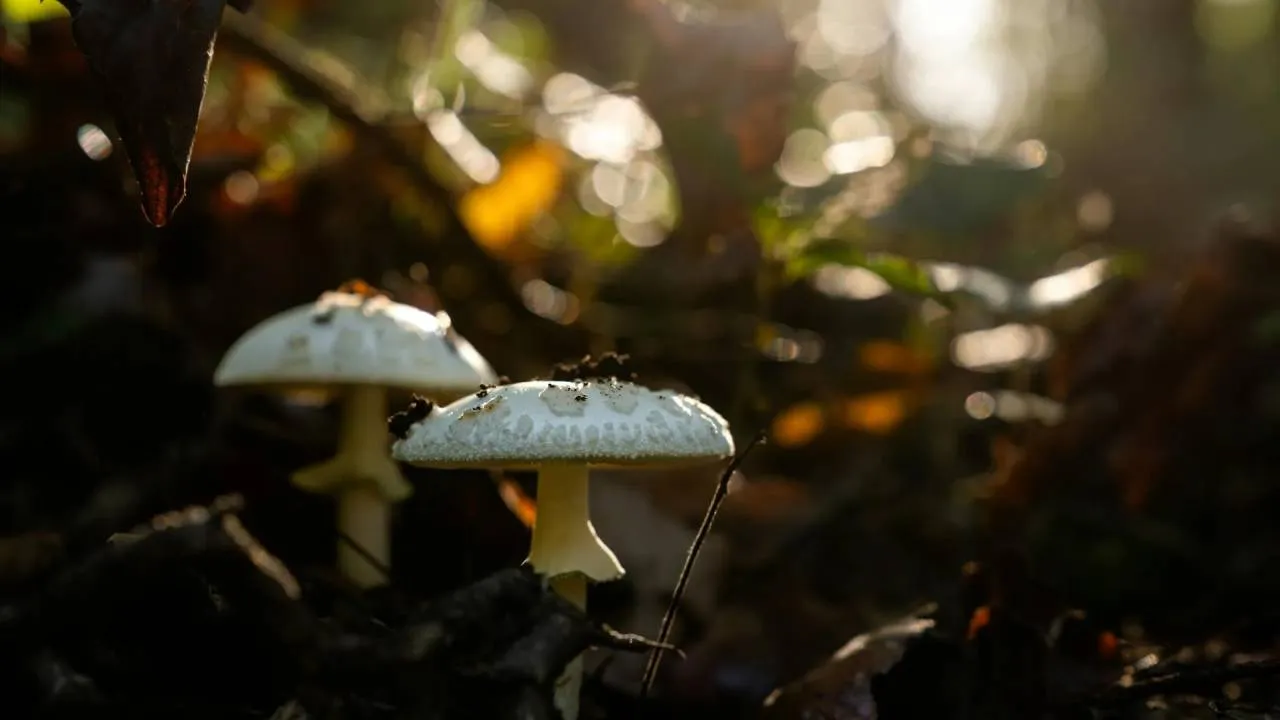 Eliksir spokoju i długowieczności? Odkrywamy prawdę o grzybach, które podbiły świat